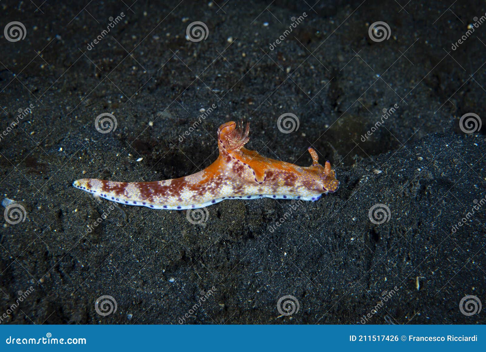 nudibranch ceratosoma tenue