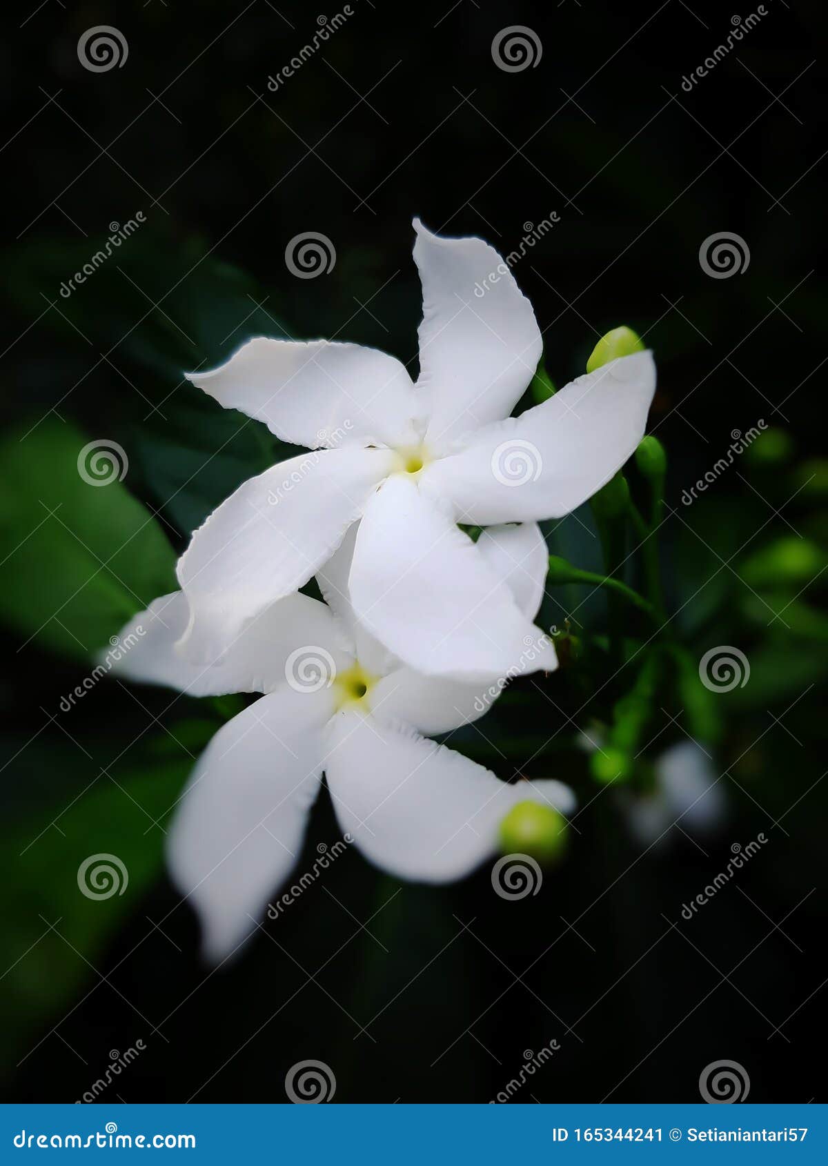 Cerca De Flores De Color Blanco Jazmín Con Hojas Verdes Densas Imagen de  archivo - Imagen de tenga, aislado: 165344241