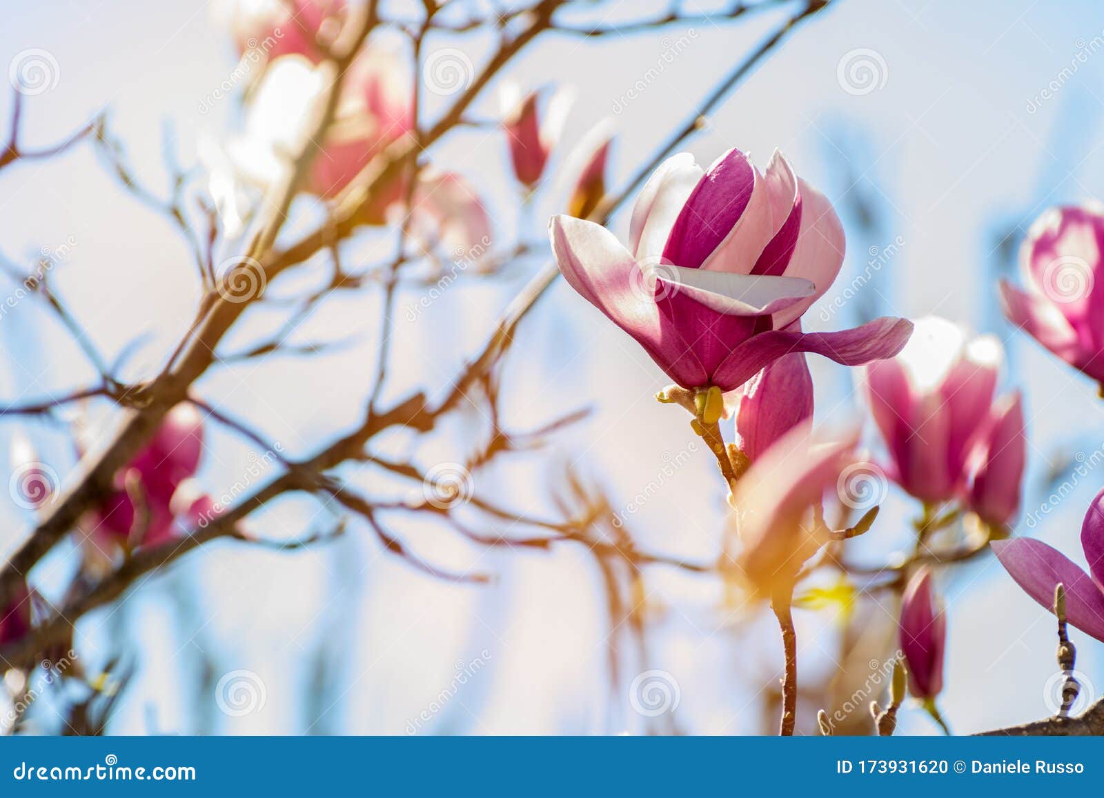 Cerca De La Flor De Magnolia Con Abocinado Naranja En Fondo Borroso Foto de  archivo - Imagen de belleza, madres: 173931620