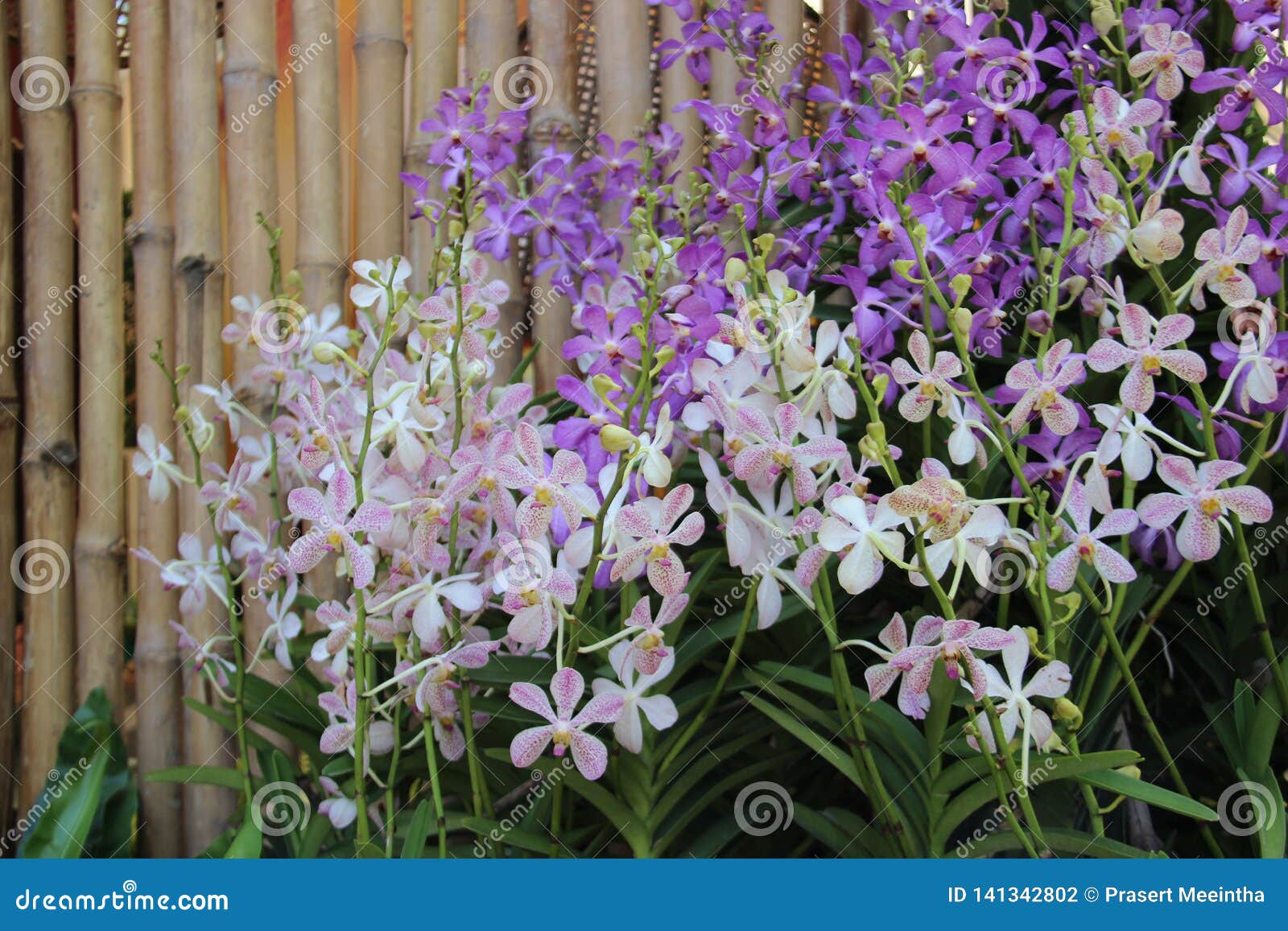 Cerca Del Orquídea Y De Bambú Foto de archivo - Imagen de hojas, negro:  141342802