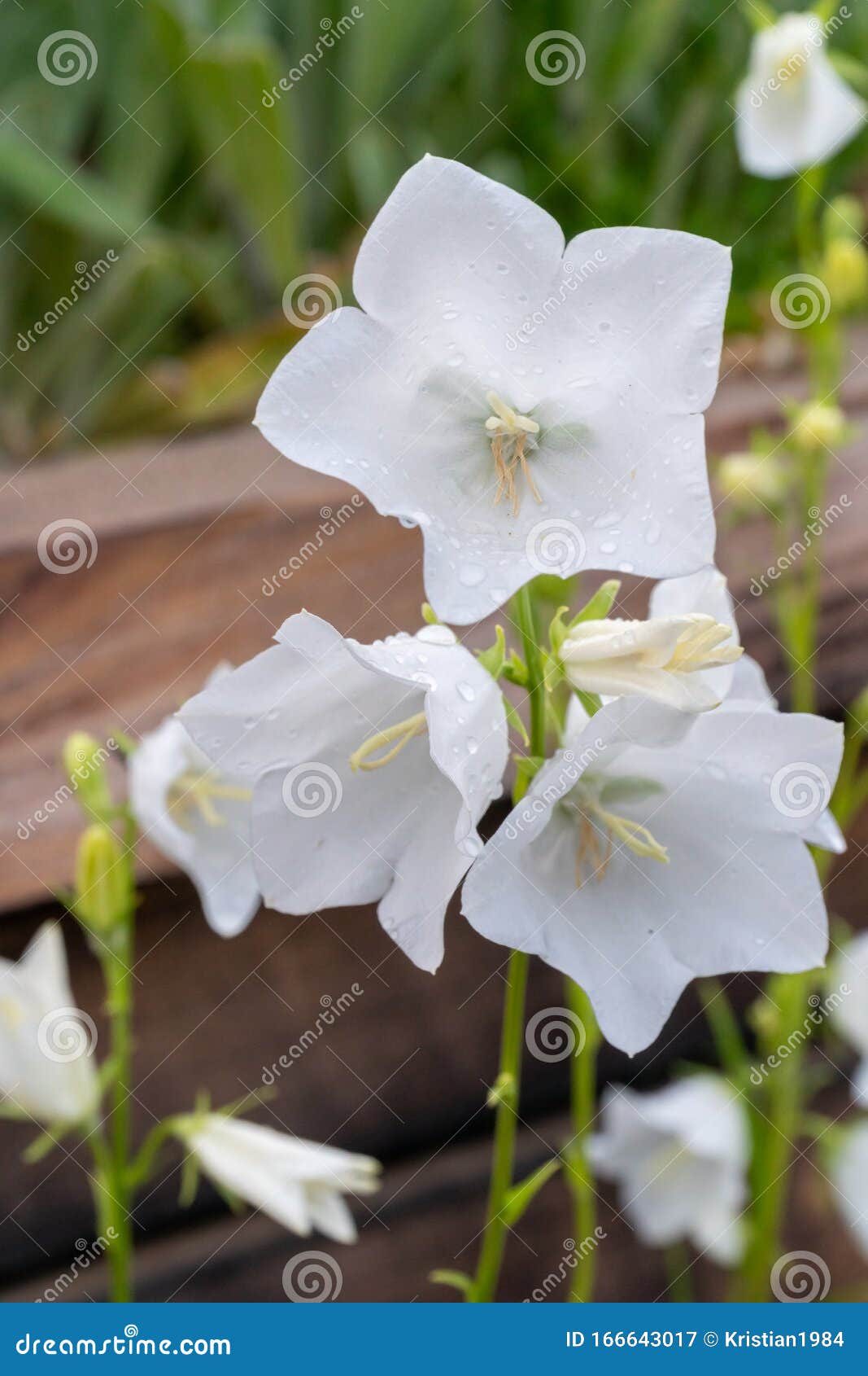 Cercanía De La Lirio Del Valle O Del Lirio De Mayo - Flores En Forma De Campana Blanca Rodeadas De Hojas Verdes Imagen de archivo - Imagen de pueda, cierre: 166643017 Cercanía De La Lirio Del Valle O Del Lirio De Mayo - Flores En Forma De Campana Blanca Rodeadas De Hojas Verdes Imagen de archivo - Imagen de pueda, cierre: 166643017