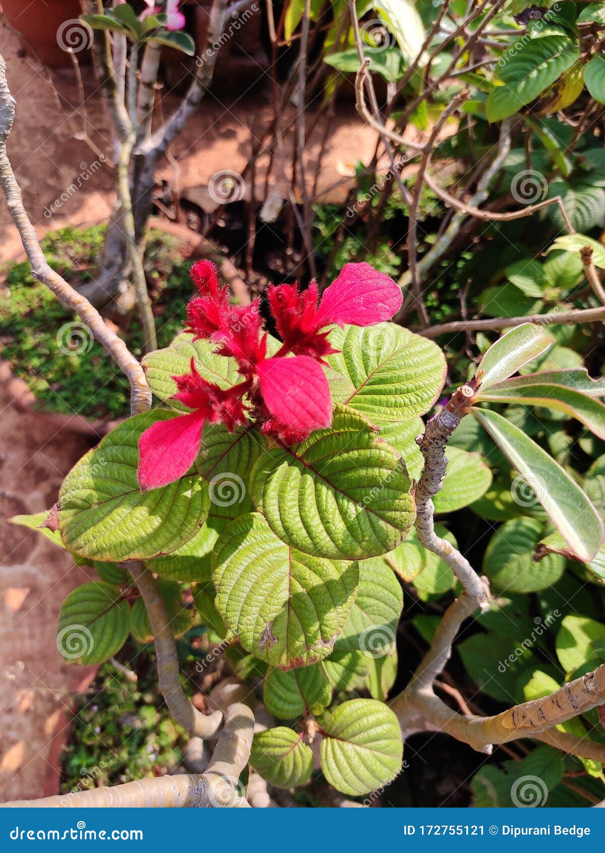 Cercar Las Flores Rojas Hermosa Flor De Hibiscus Con Plantas De Tallos a La  Luz Del Día Mañana Con Hojas Verdes Y Plantas En Imagen de archivo - Imagen  de esquina, coloreado: