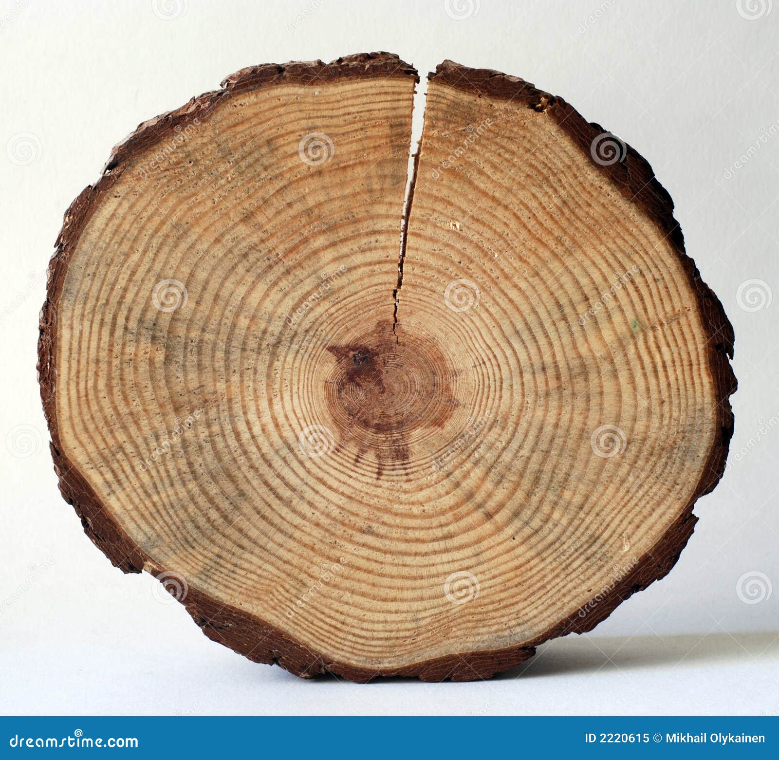 Cerchio di legno immagine stock. Immagine di pianta, sega - 2220615