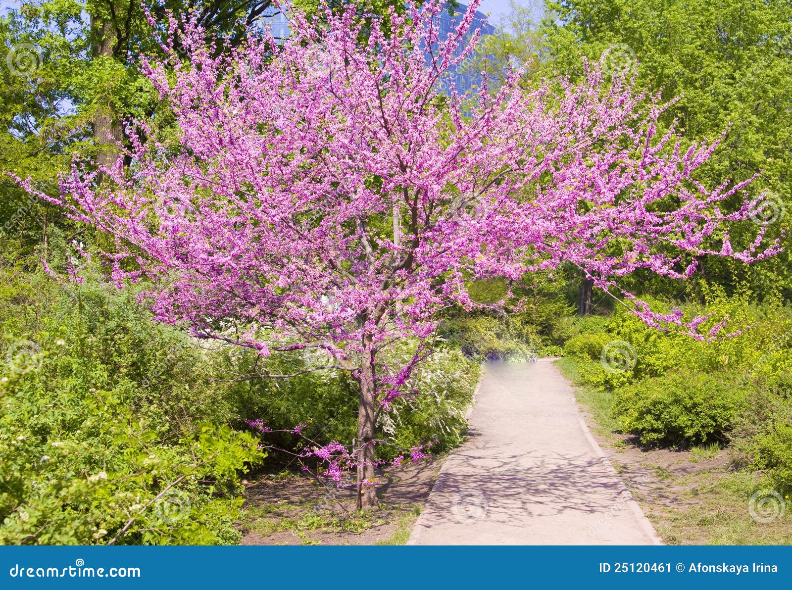 cercis canadensis