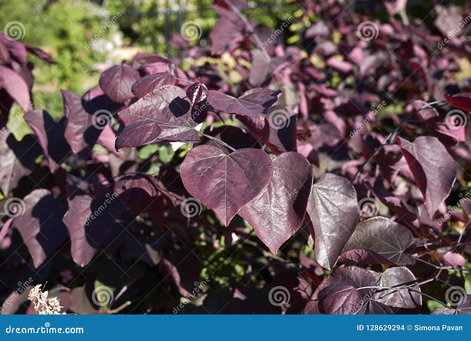 purple leaves of cercis canadensis tree