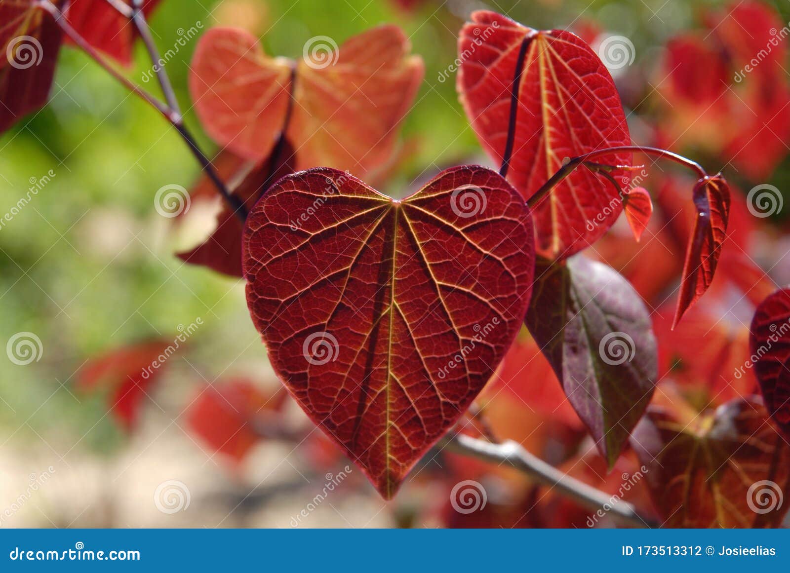 cercis canadensis forest pansy, a red bud tree