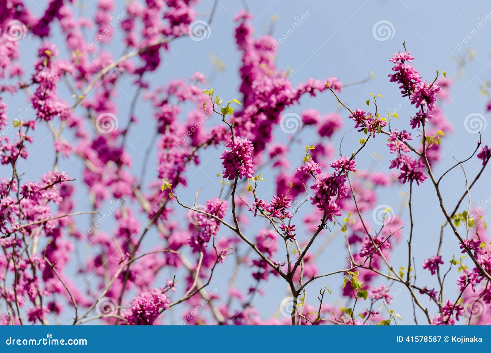 cercis chinensis