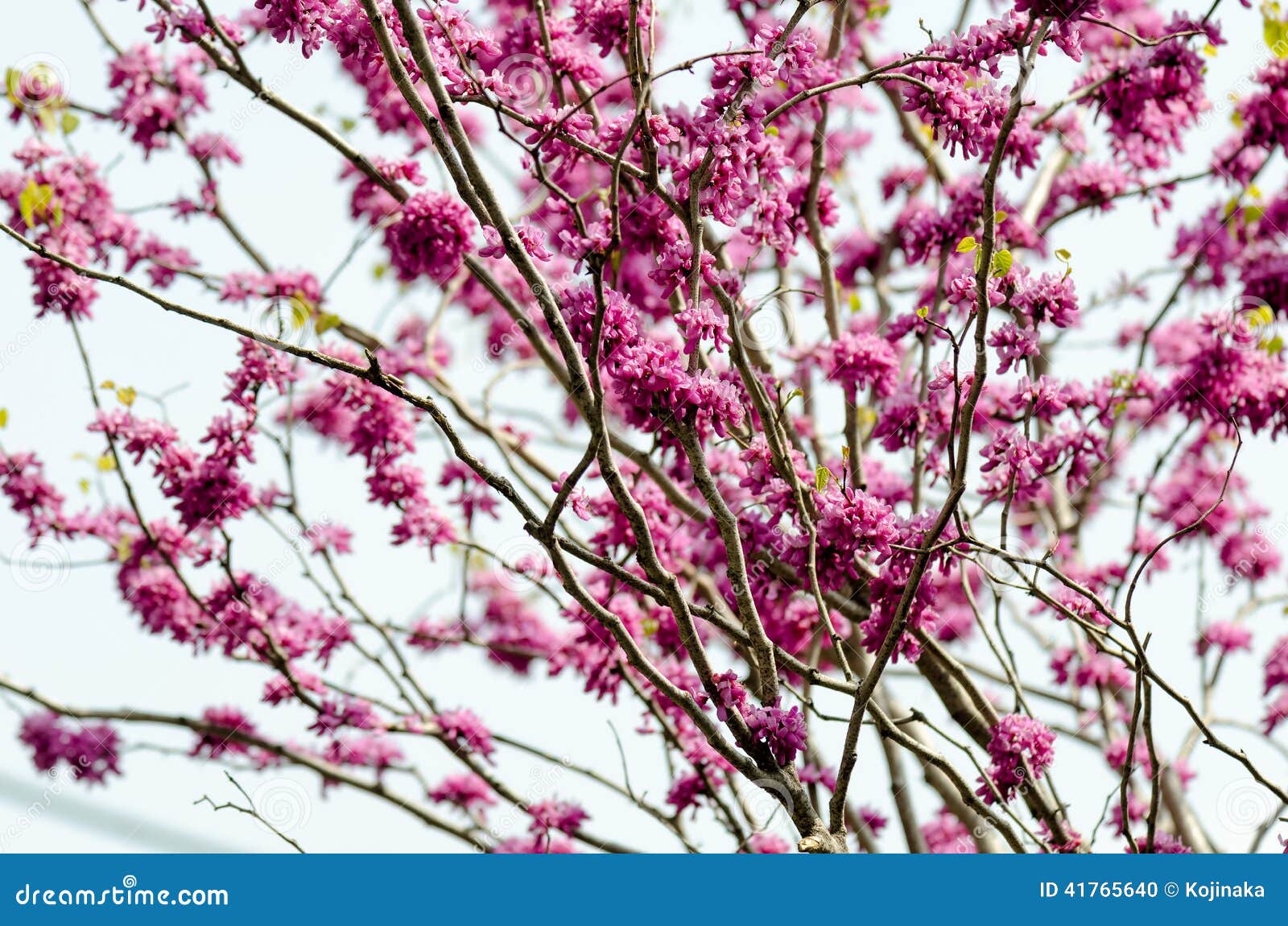 cercis chinensis