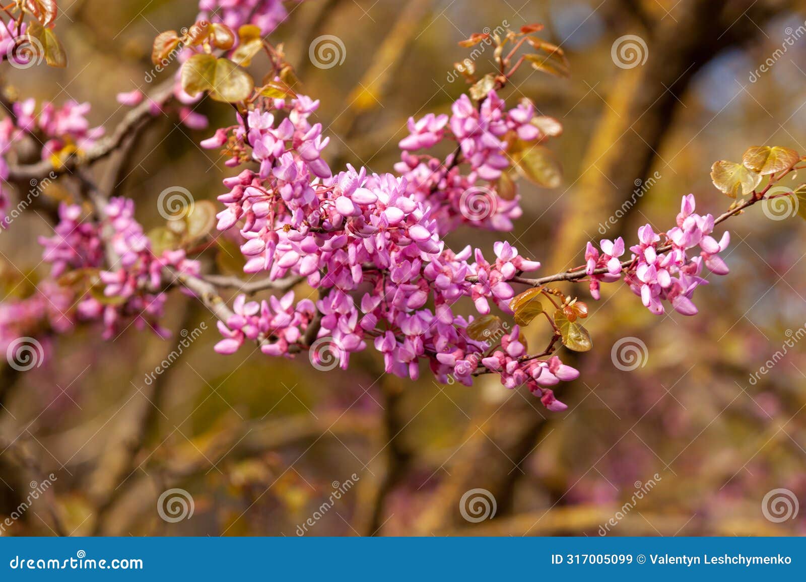 cercis siliquastrum branches with pink flowers in spring