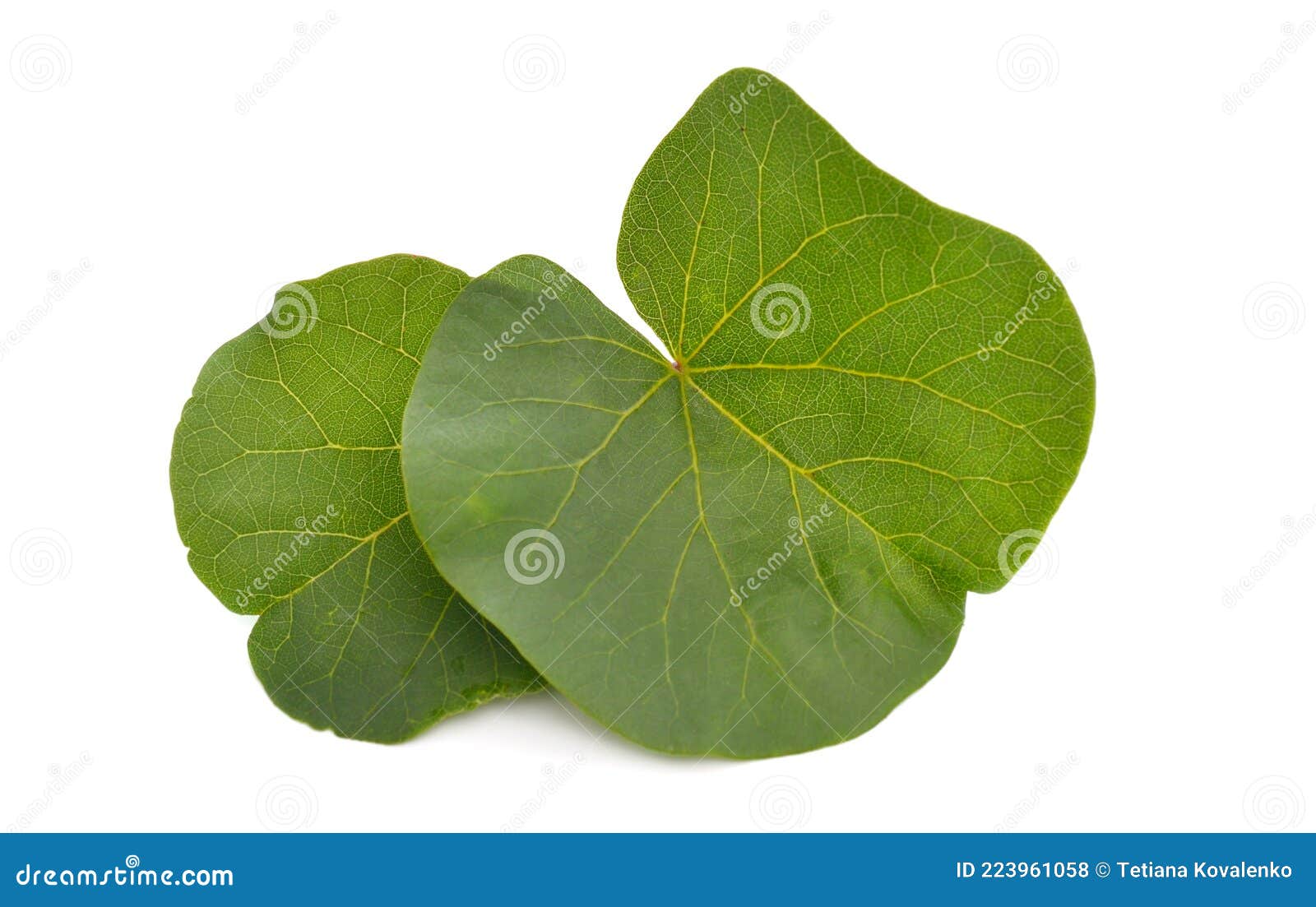 cercis siliquastrum, commonly known as the judas tree or judas-tree.  on white background.