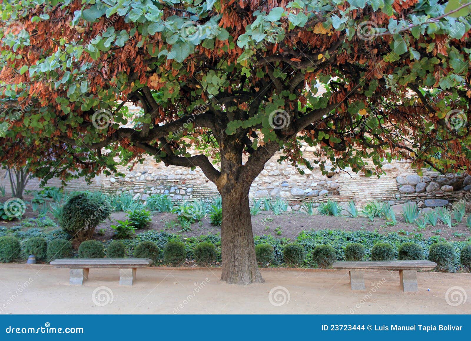 cercis siliquastrum (tree of love)