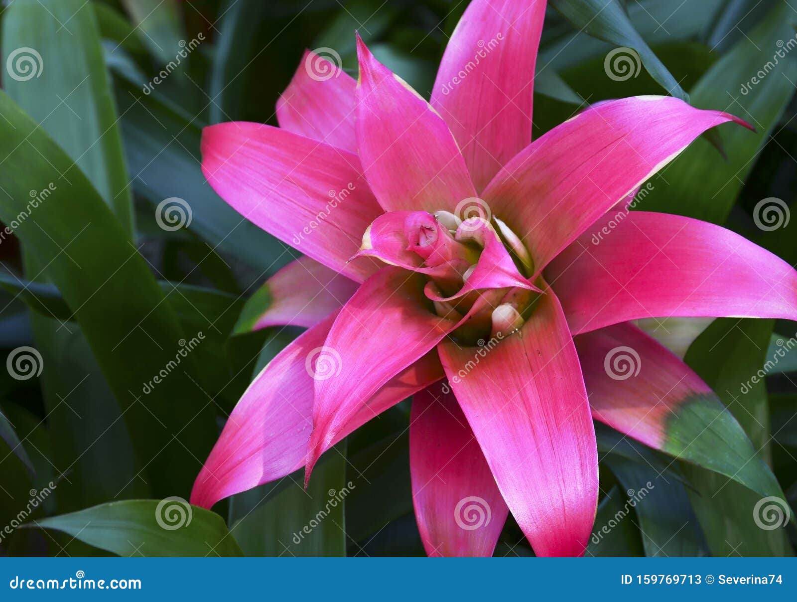 Cerco De La Flor Rosa Guzmania Lingulata Bromelia En El Jardín Plantas  Tropicales Estelares Imagen de archivo - Imagen de punto, floral: 159769713