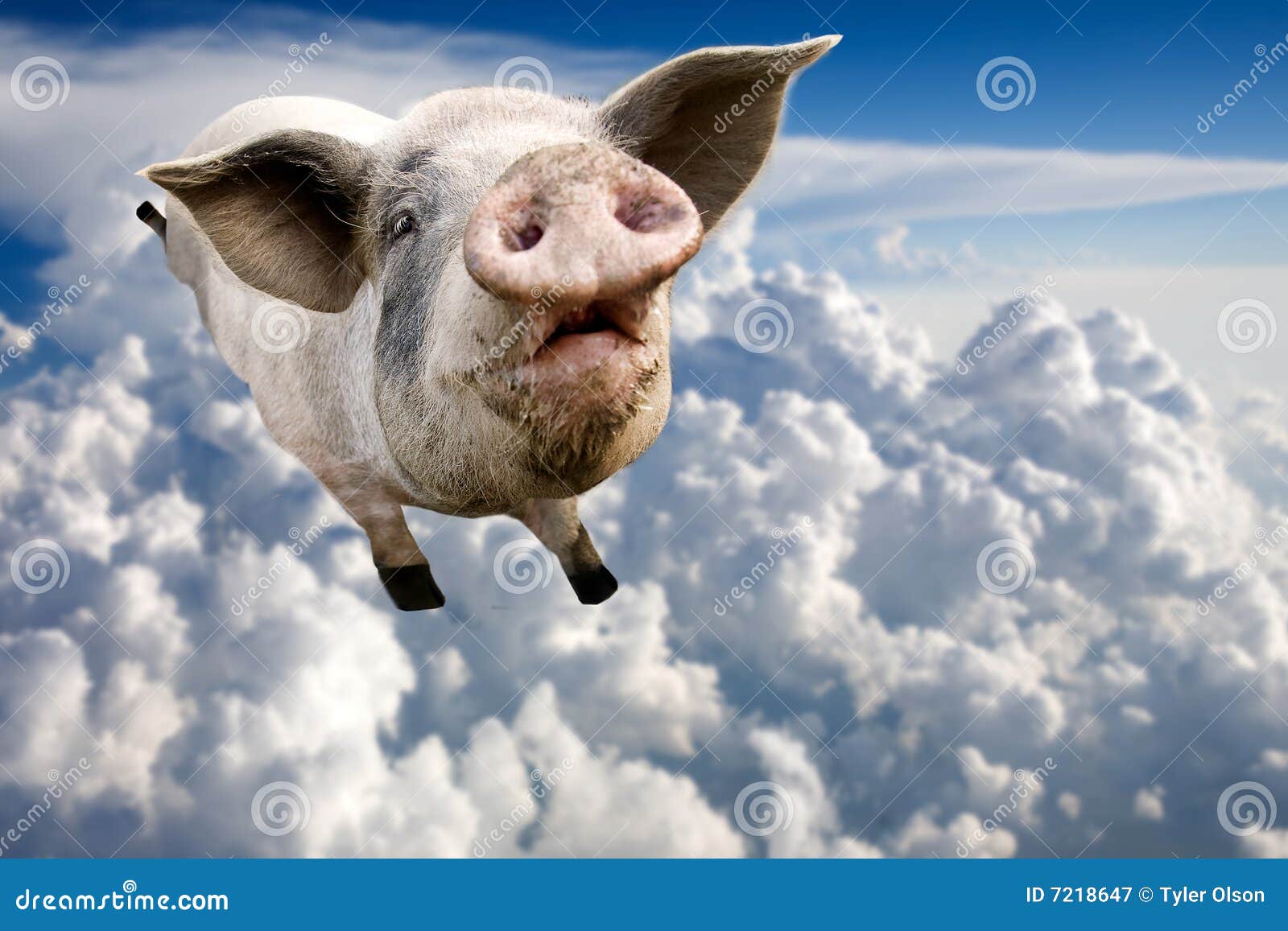 Cerdo del vuelo. Un vuelo del cerdo a través de las nubes en el cielo