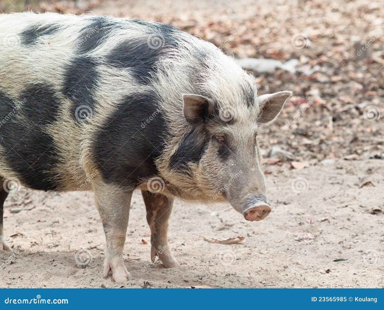 Cerdo Salvaje Blanco Y Negro Imagen de archivo Imagen de dieta