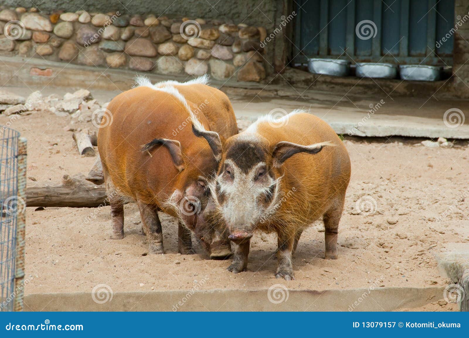 Cerdos salvajes imagen de archivo. Imagen de pelo, pista 13079157