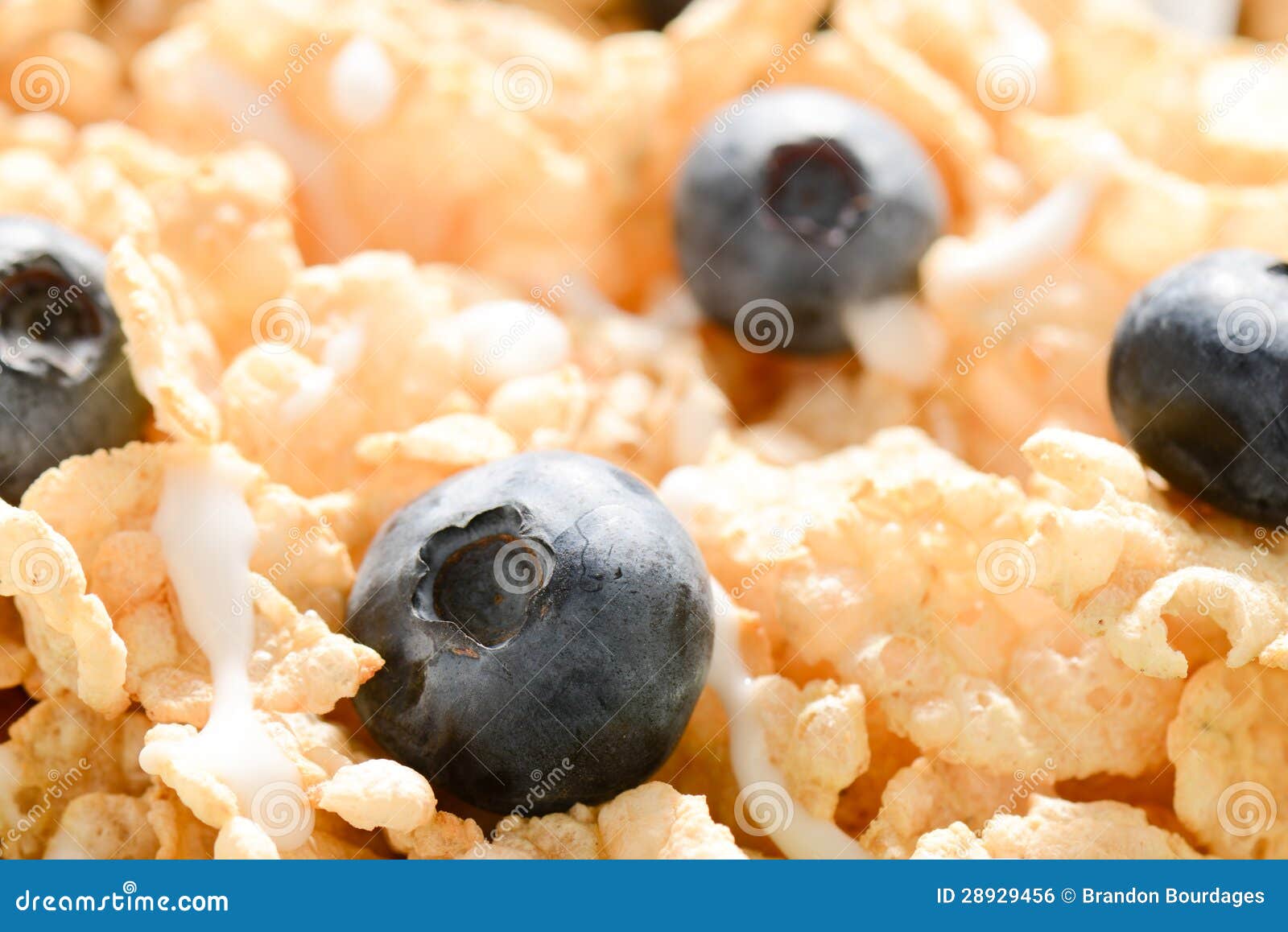 Cereal with Blueberries and Milk Stock Photo Image of crunchy, high