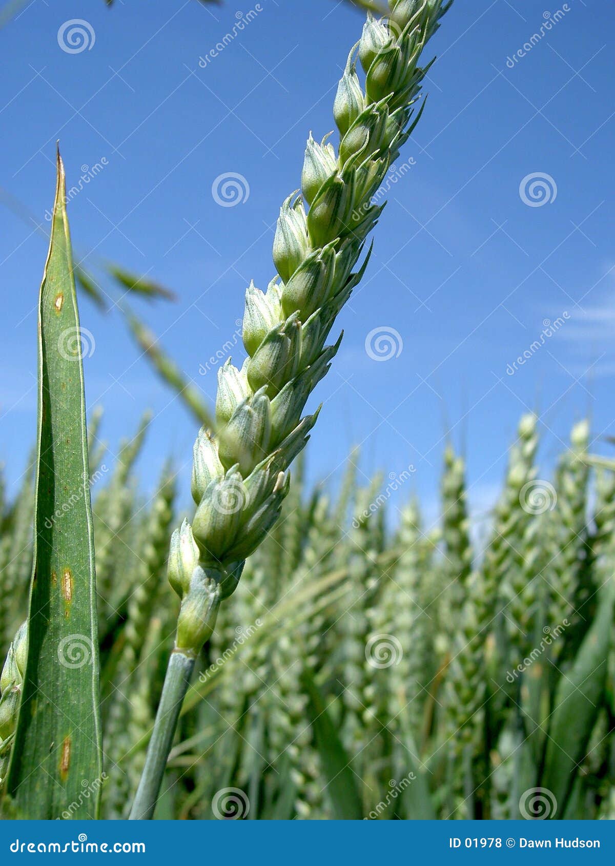 cereal crops