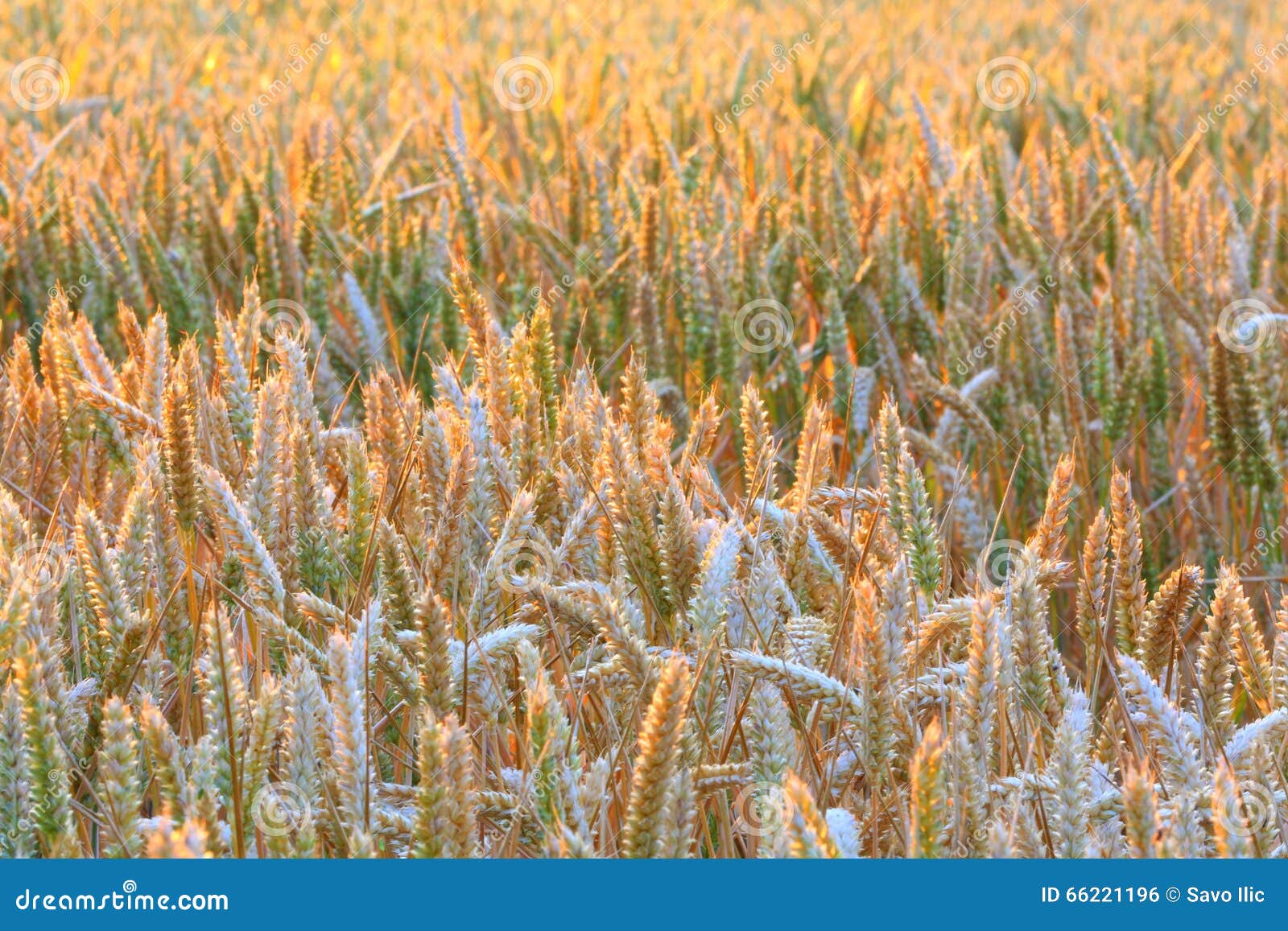 Cereal crops stock photo. Image of stem, england, barley 66221196