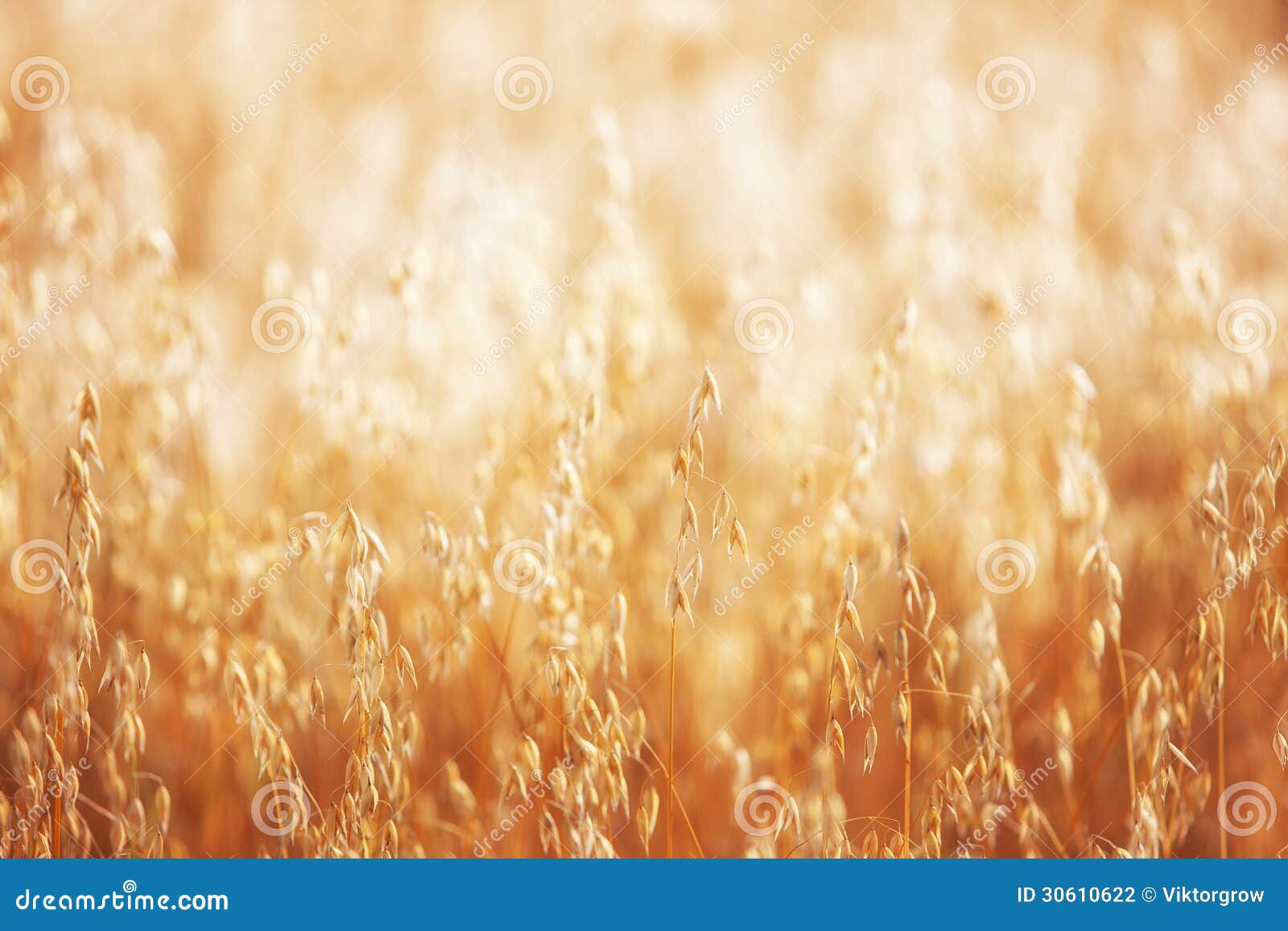 Cereal crops at sunrise stock photo. Image of sunrise 30610622