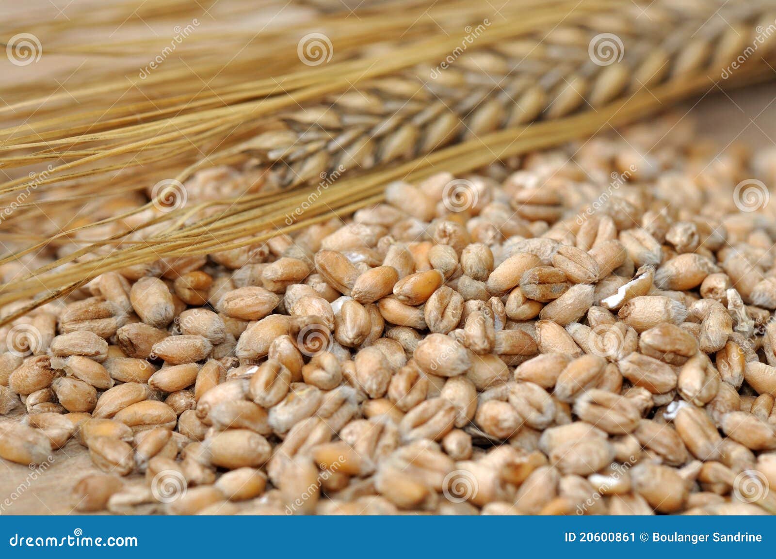 Cereal grains stock image. Image of food, bread, harvest 20600861