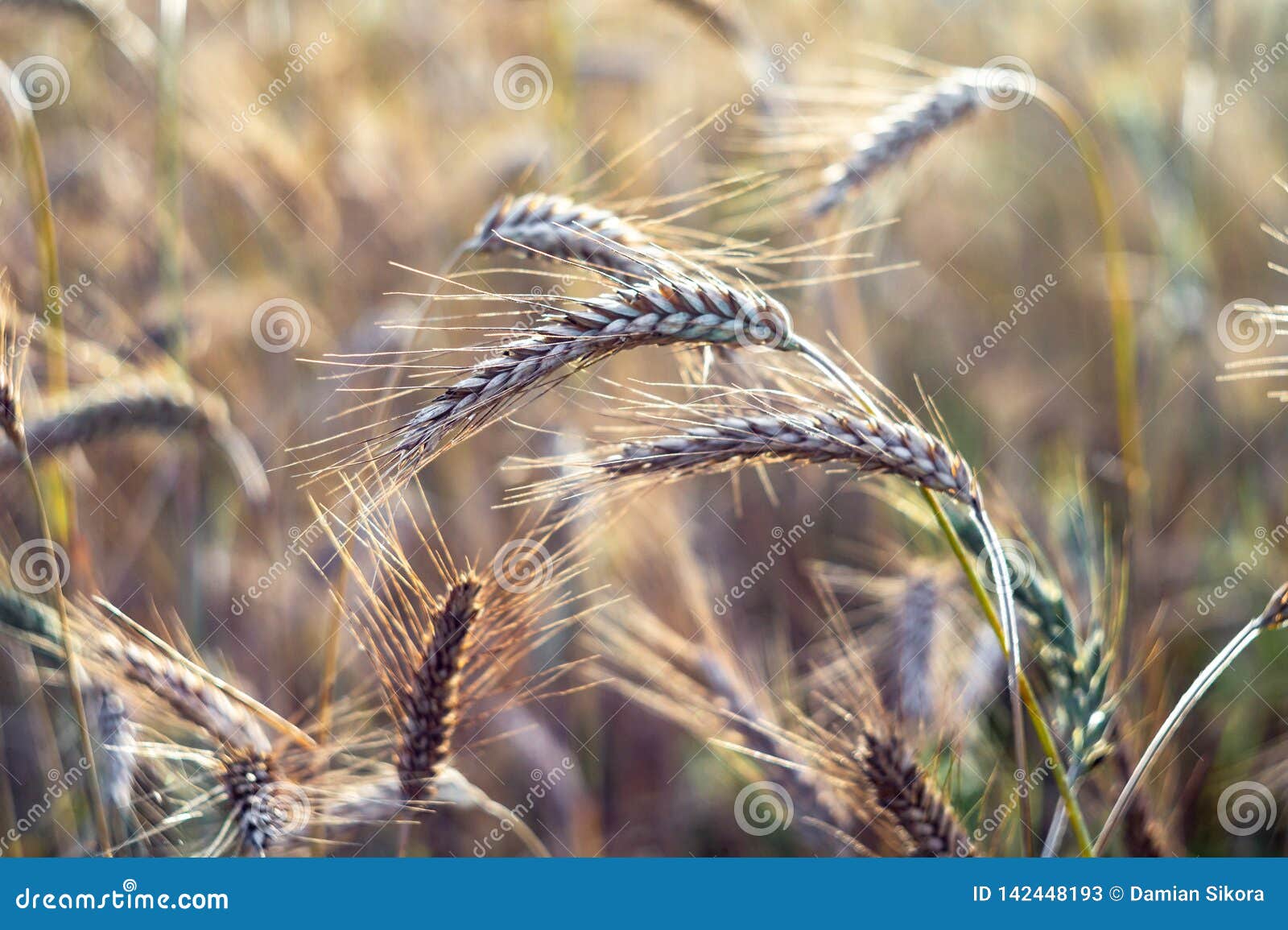 The Cereal Grows in the Field. Grains of Grain. Farmer, Nature Stock