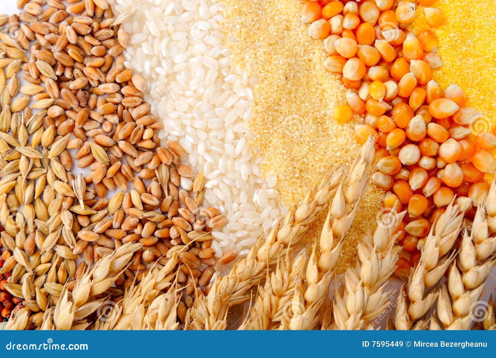 Cereal Seeds And Wheat Ears Stock Image Image Of Bread Dried 7595449 grains-clipart-breads-food-group-clipart-4-school