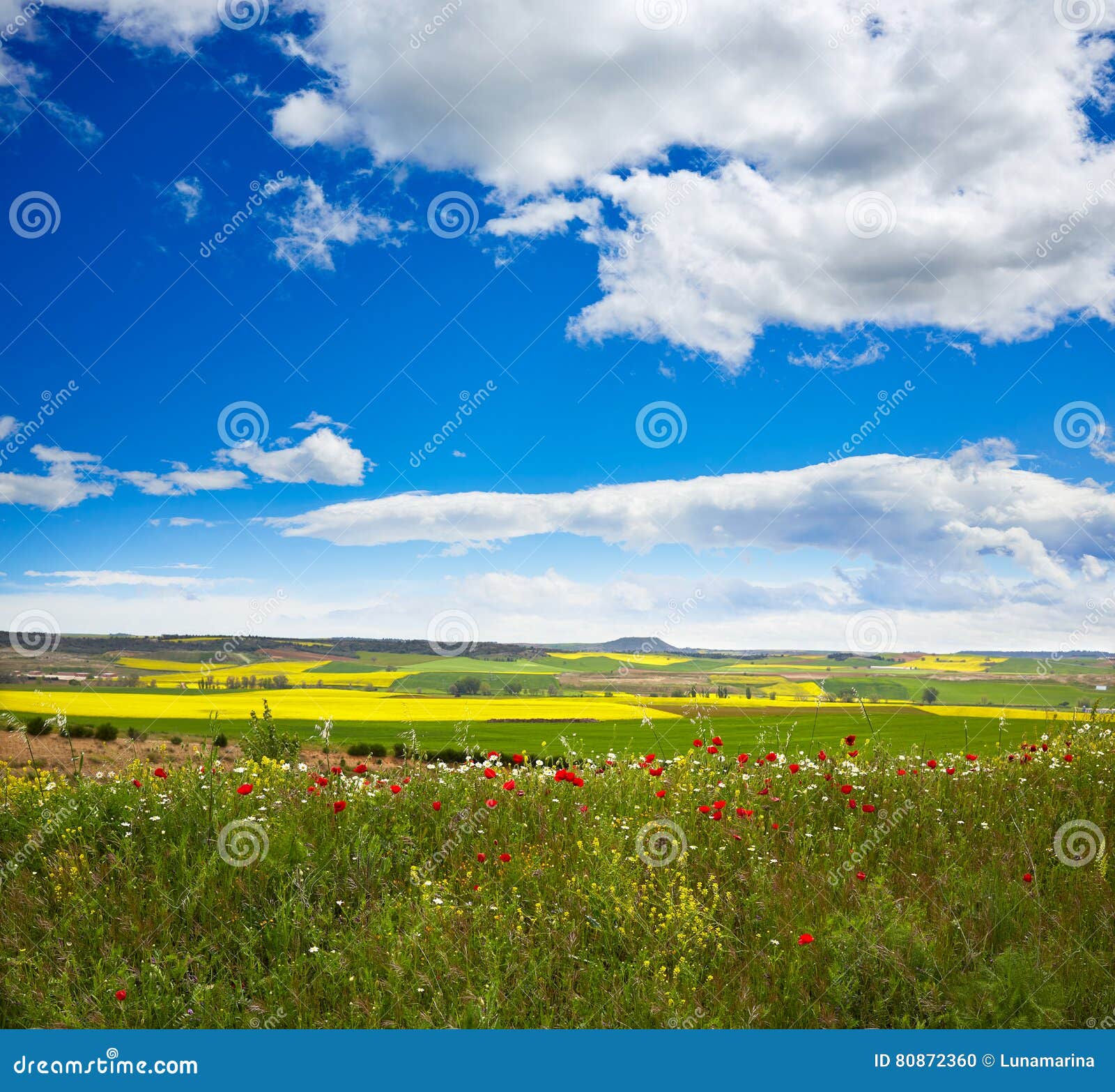 cereal spring fields in castilla