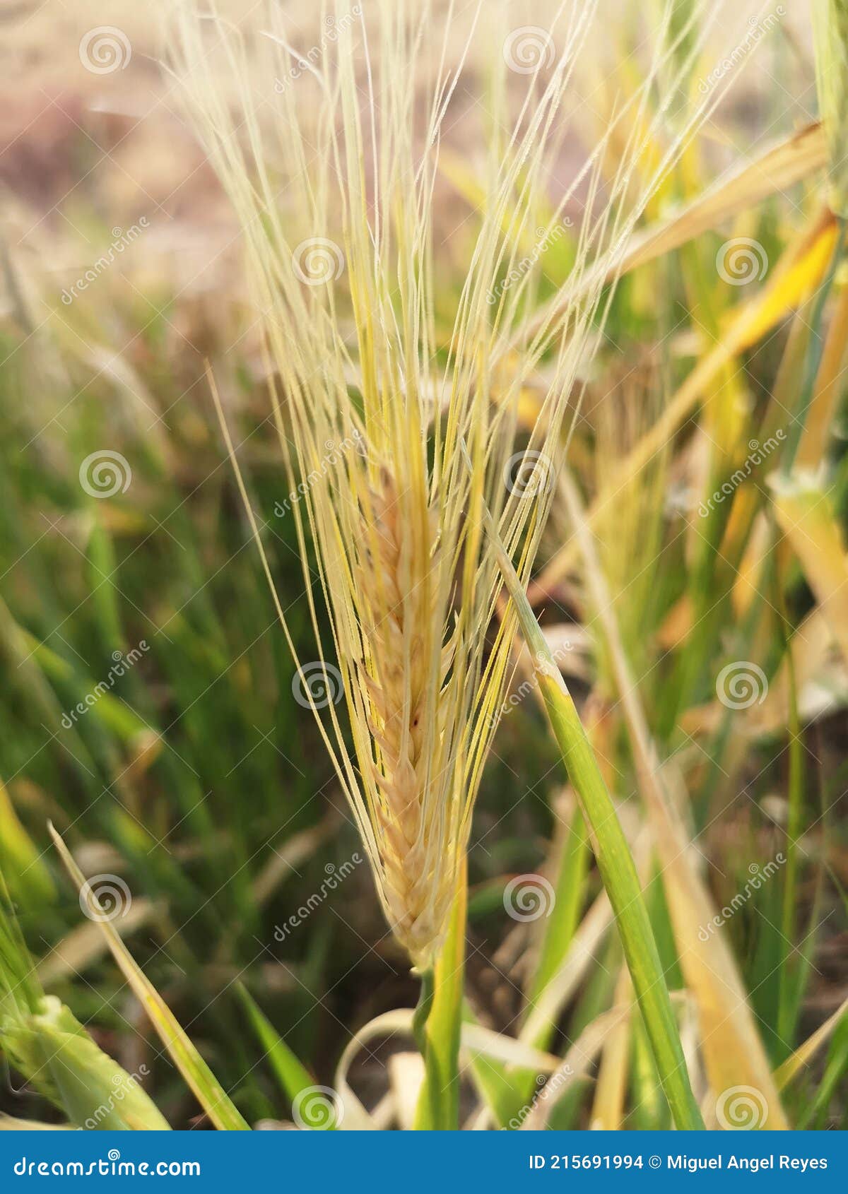 Cereal Wheat Cultivation Closeup Stock Photo Image of ecology, grass