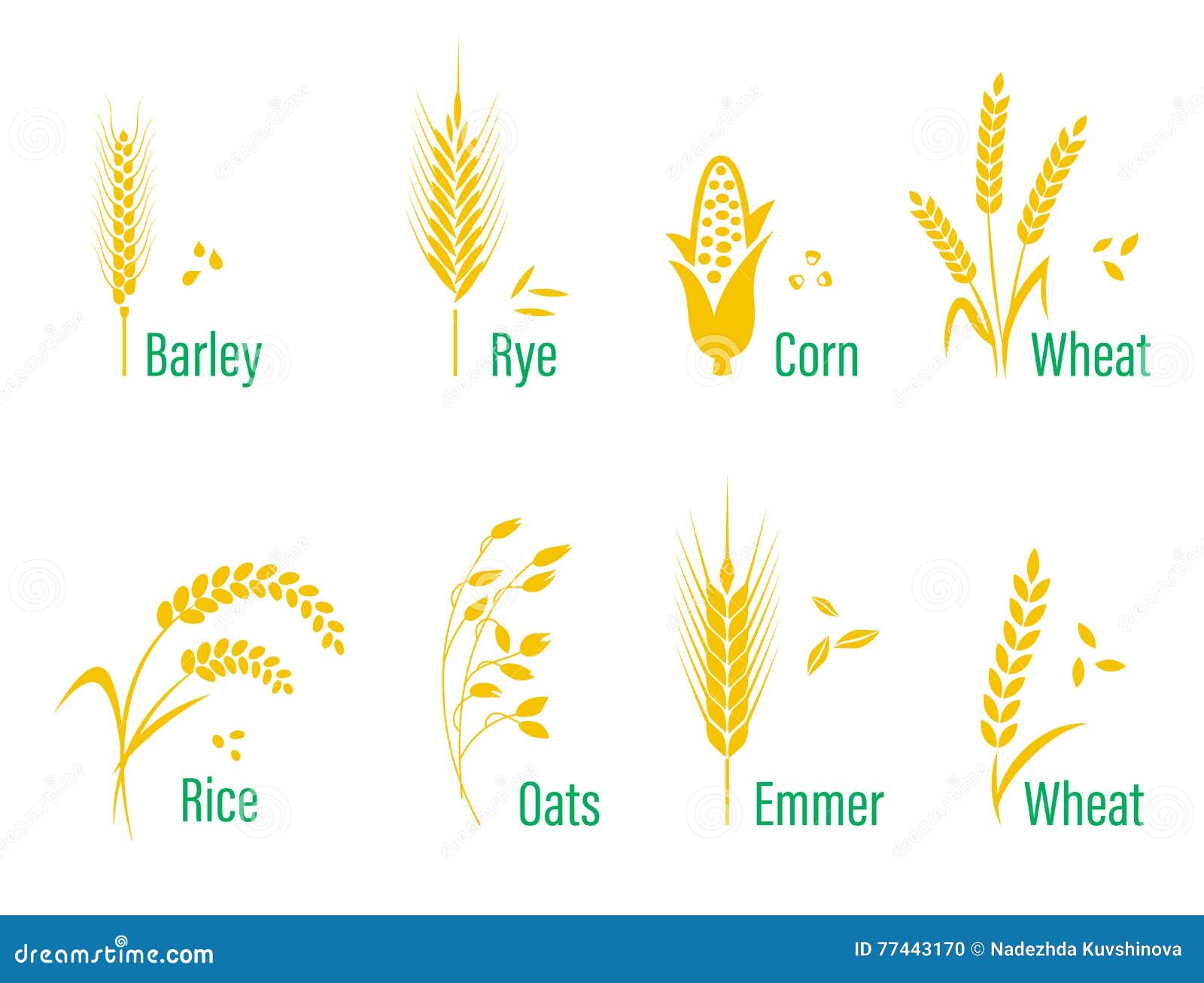 cereals icon set with rice, wheat, corn, oats, rye, barley.
