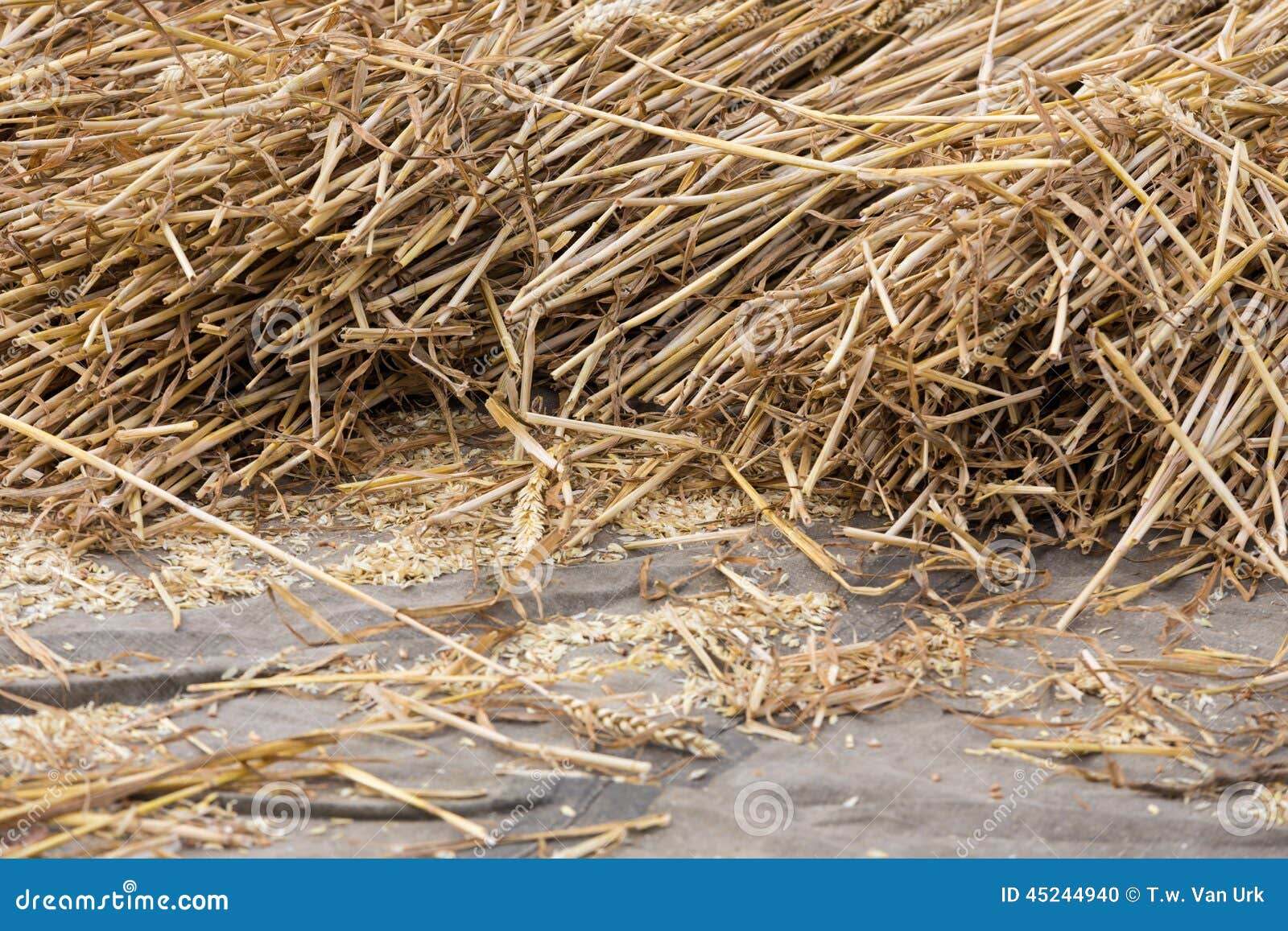 Cereals at a Threshing Floor Stock Photo Image of floor, culture