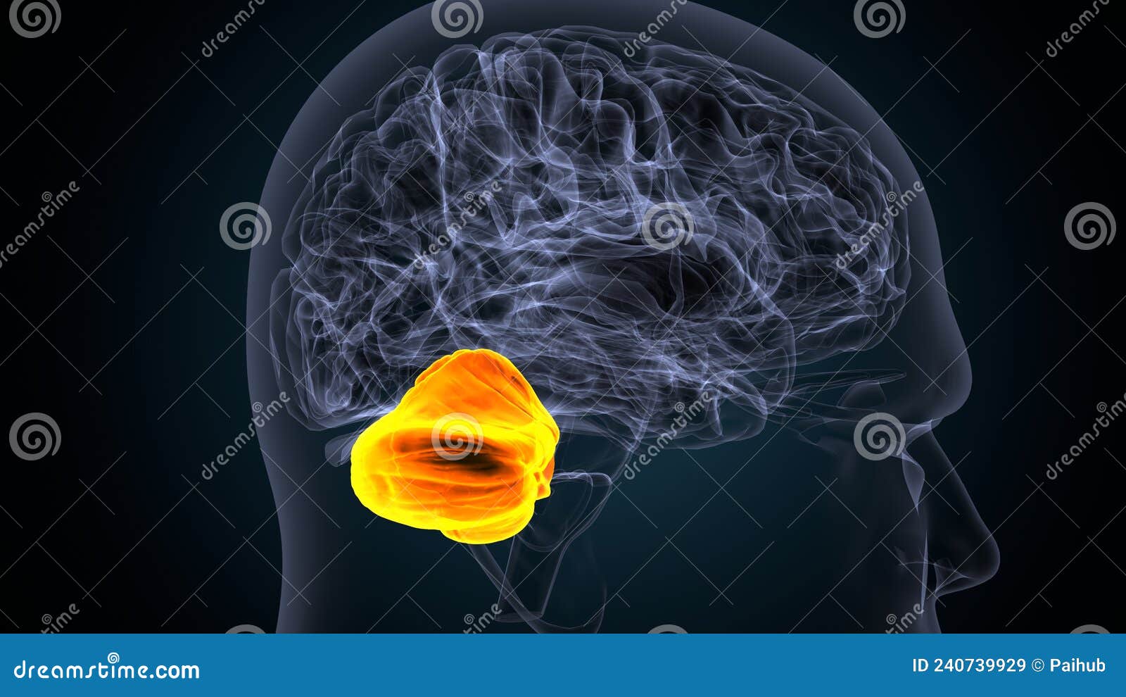3d  of human brain cerebellum anatomy