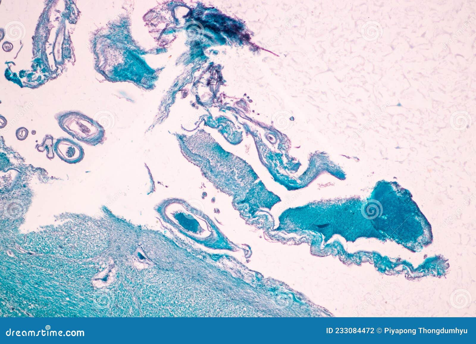 cerebellum, thalamus, medulla oblongata, spinal cord and motor neuron human under the microscope.