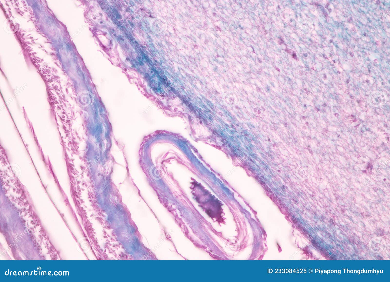 cerebellum, thalamus, medulla oblongata, spinal cord and motor neuron human under the microscope.