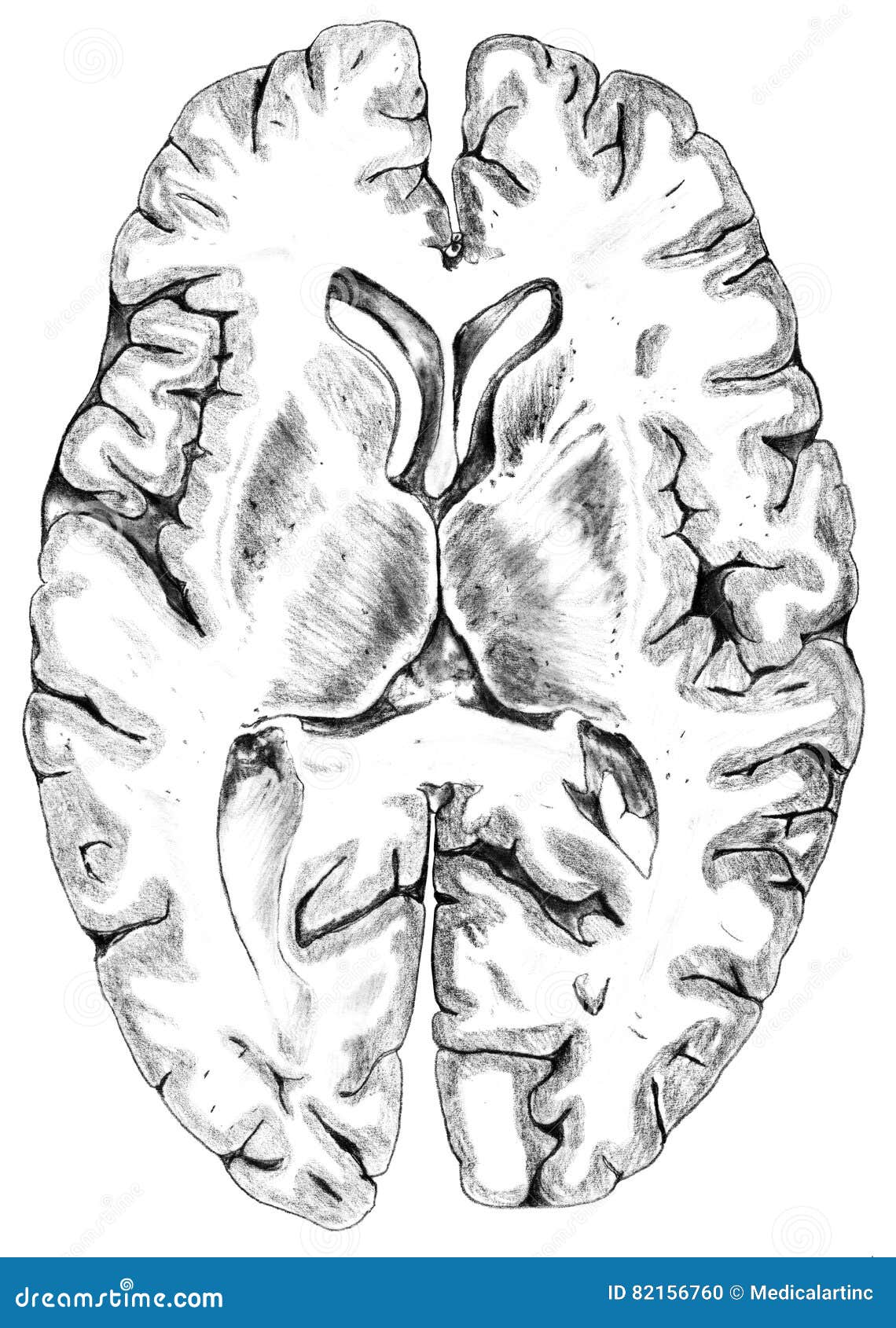 Cerebro Corte Transversal De La Corteza Cerebral Stock de ilustración