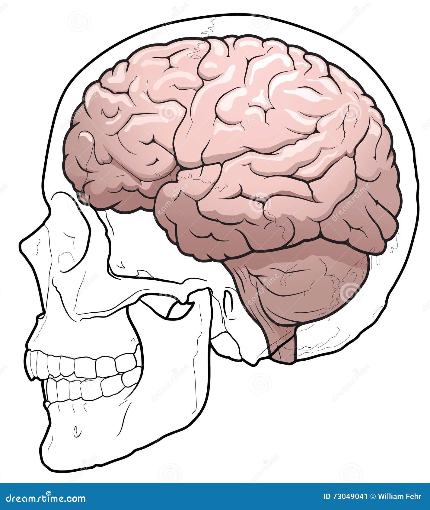 Мозг в черепной коробке. Головной мозг в профиль.