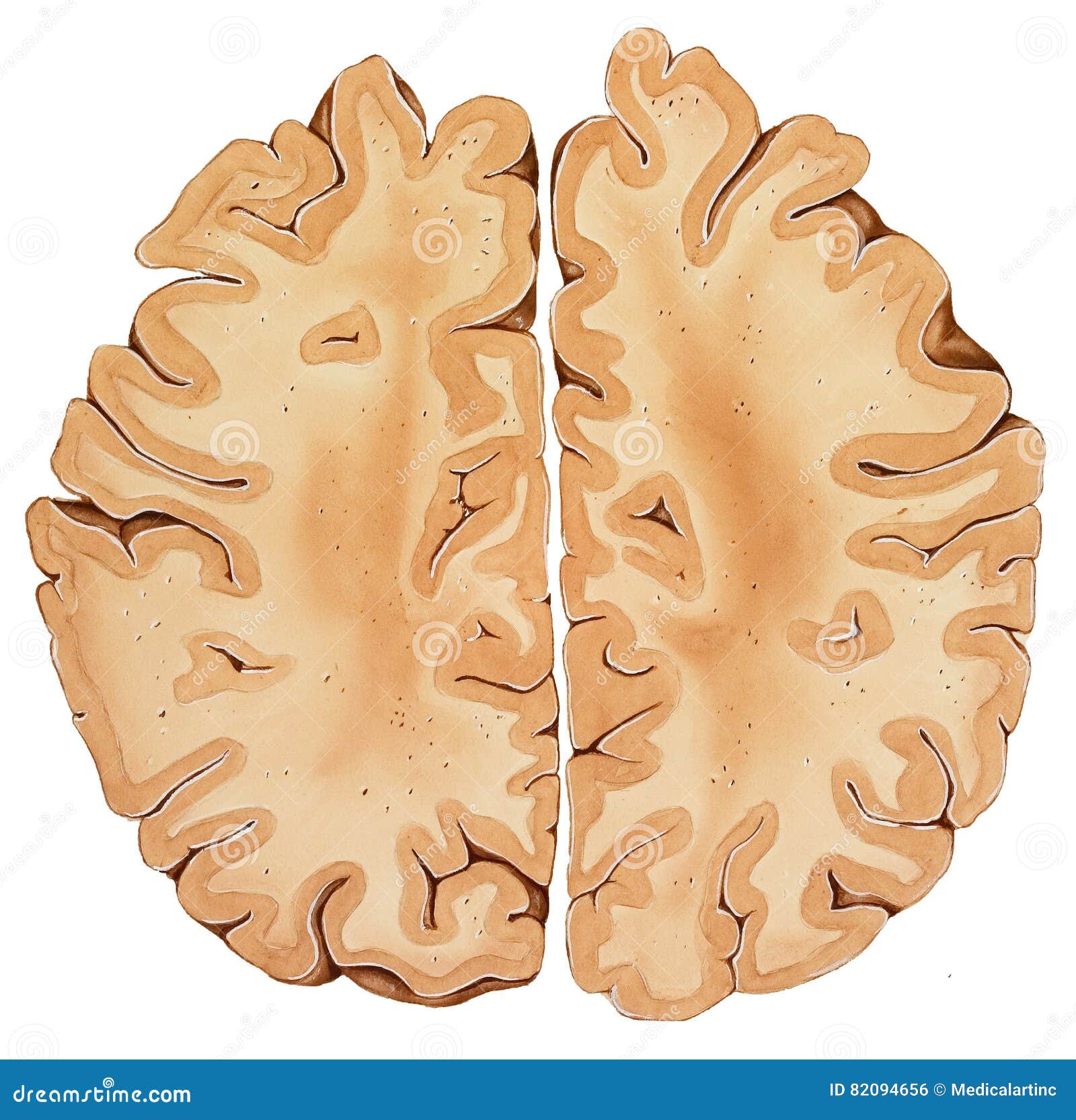 Cerebro Un Corte Transversal Más Alto De La Región Stock de