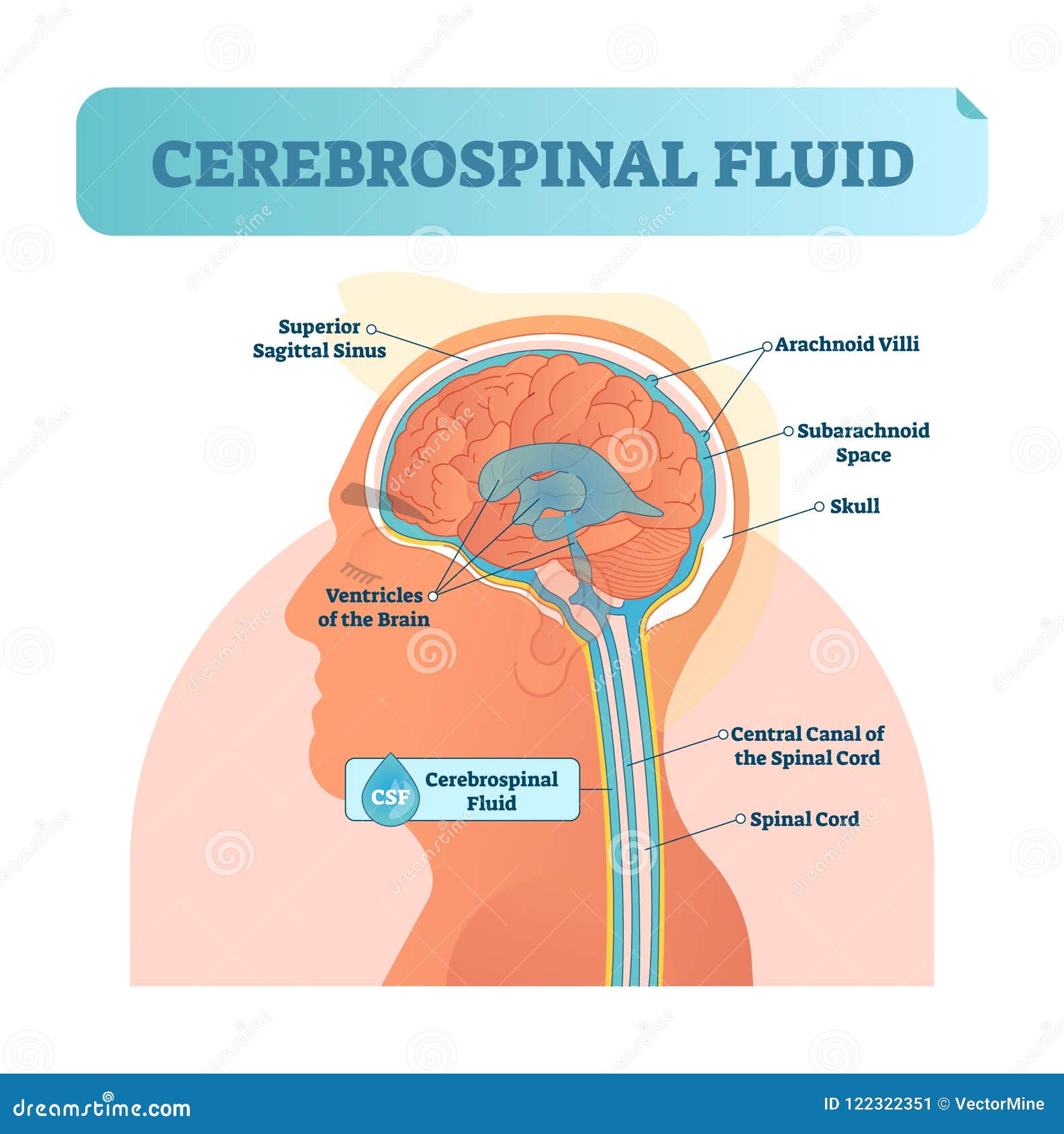 cerebrospinal fluid  . anatomical labeled diagram - human superior sigittal sinus and spinal cord central canal.