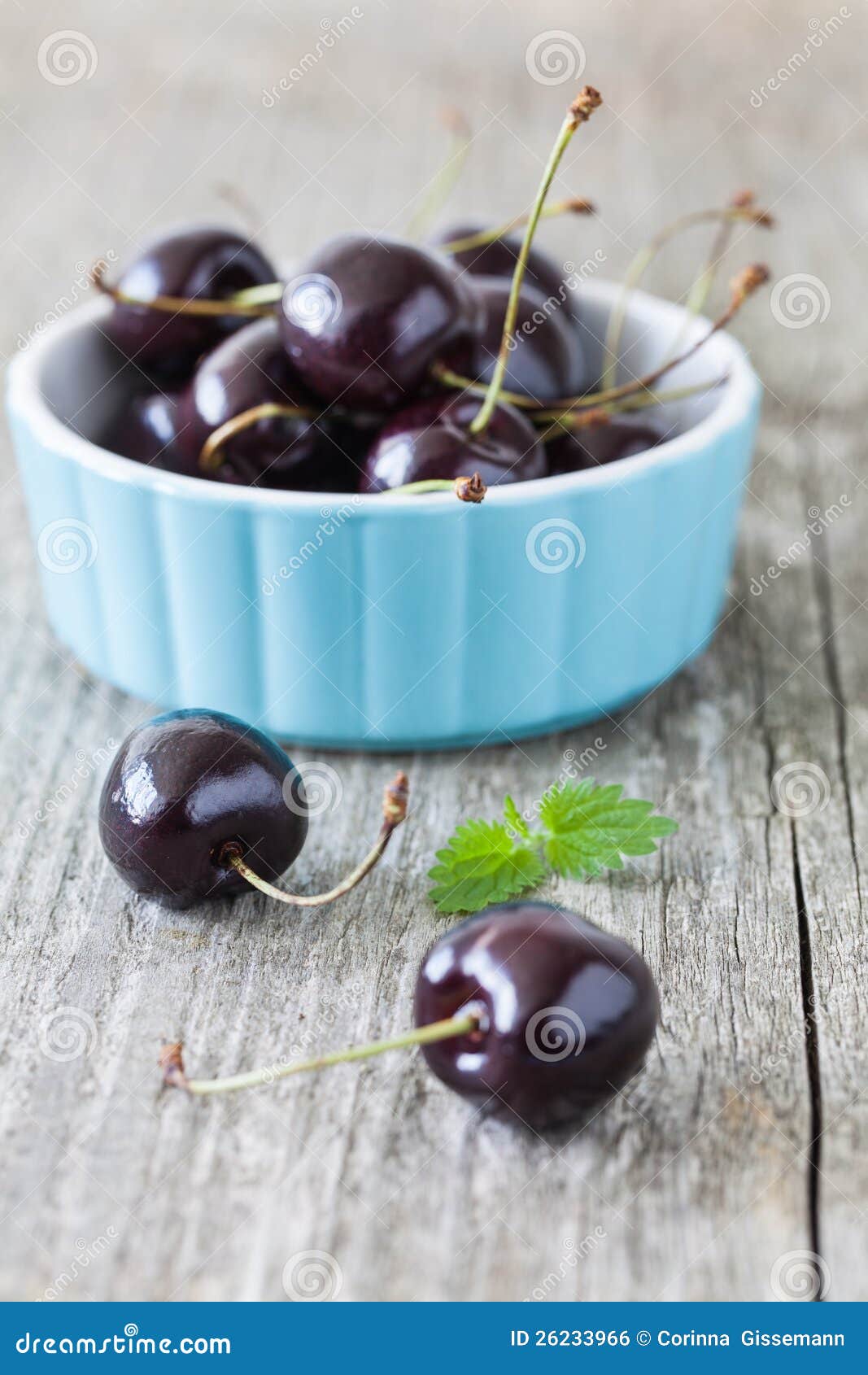 Cerejas em uma bacia azul. Cerejas frescas em uma bacia azul