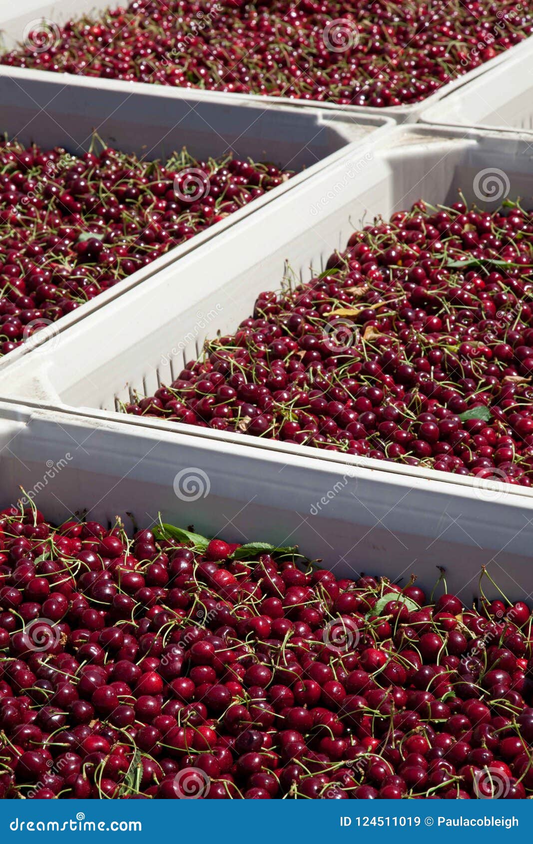 Lotes de cerejas maduras vermelhas nos escaninhos da colheita que sentam-se na luz do sol
