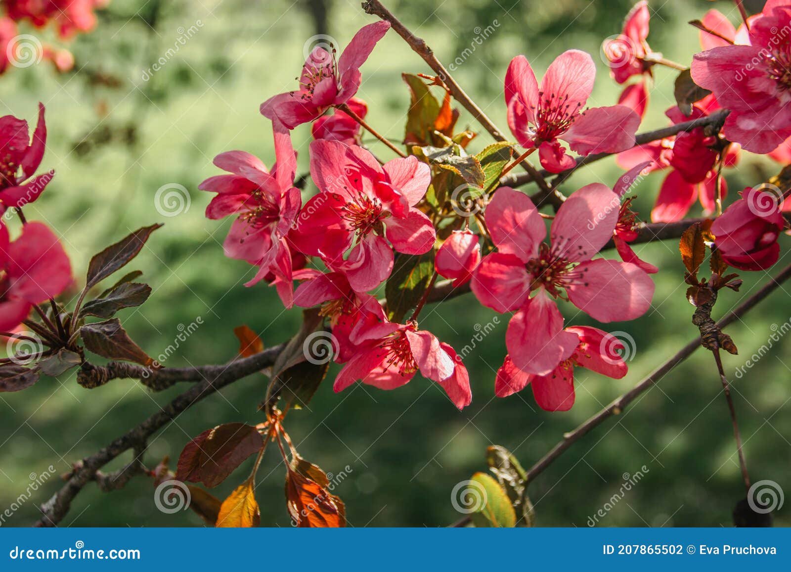 Cerezo Con Flores En Plena Floración Decoración Natural. Flores Rosas  Durante La Primavera. Flores De Primavera En Un Foto de archivo - Imagen de  parque, flores: 207865502