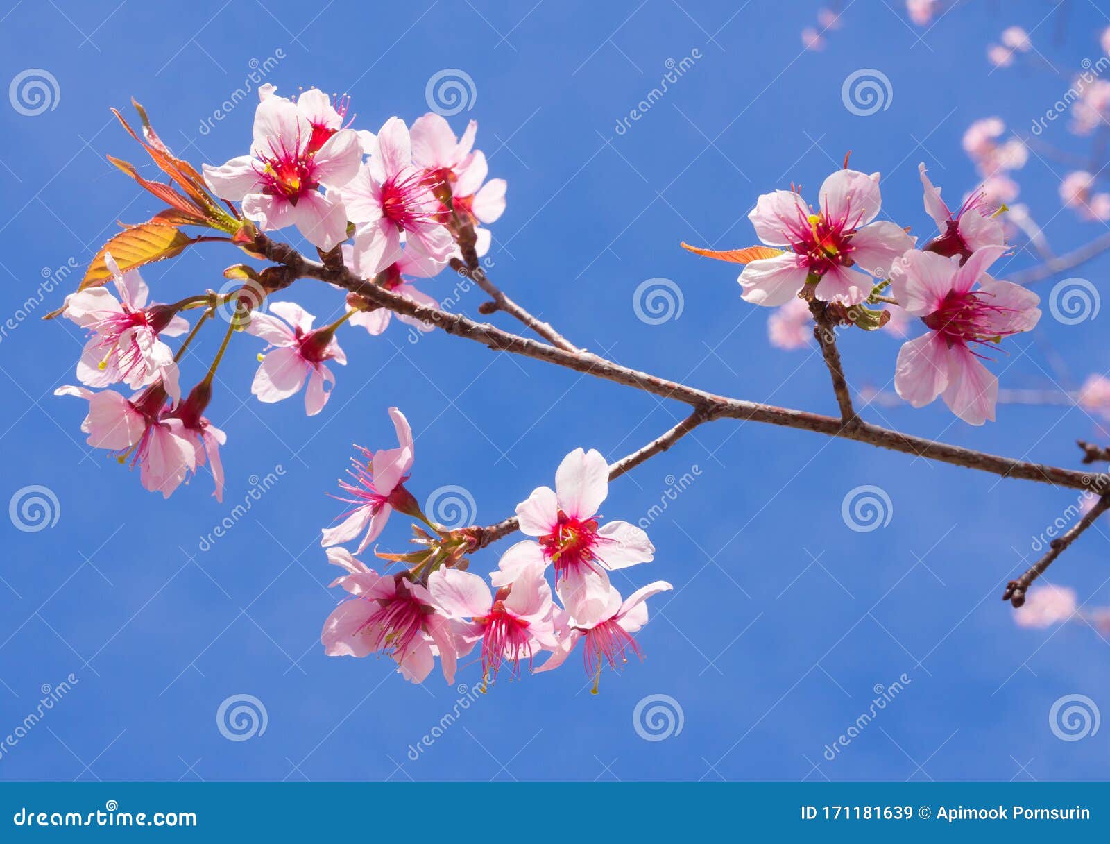 Cerezo Himalayo Silvestre Florece En Primavera, Cerasoides Prunus, Flor  Rosada De Sakura Imagen de archivo - Imagen de floral, paisaje: 171181639