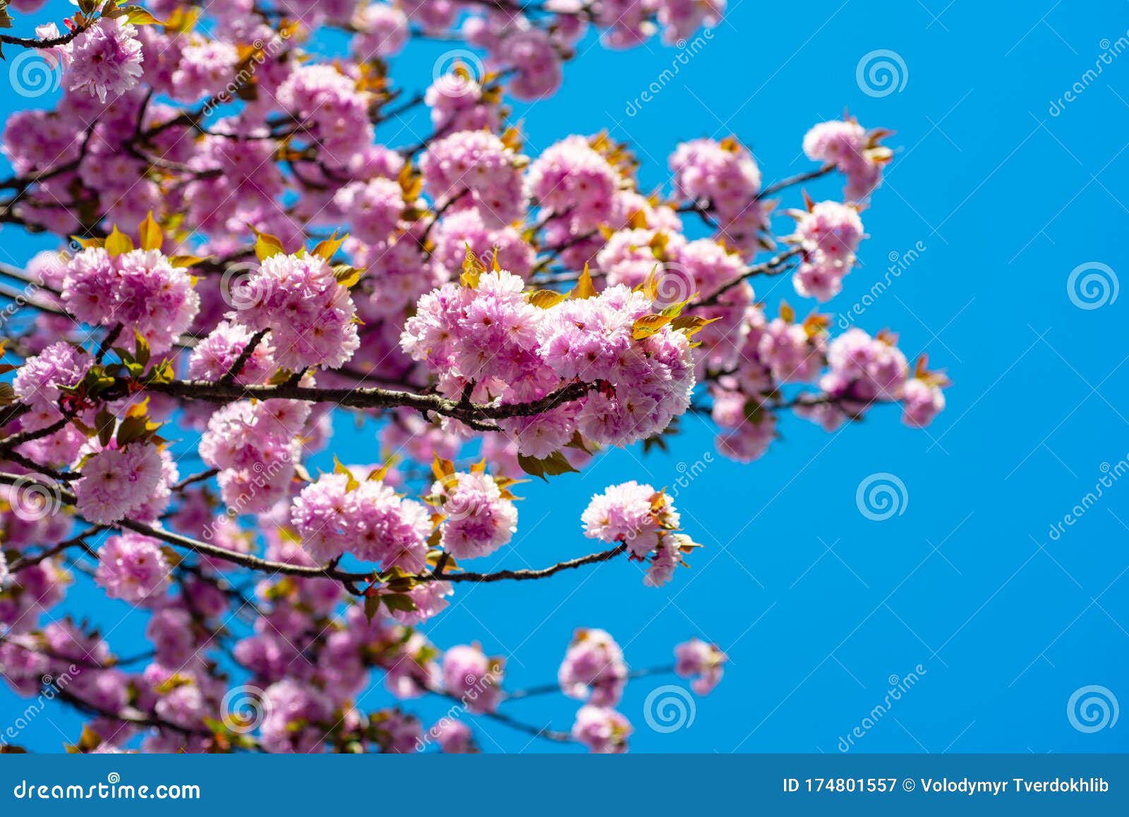 Cerezos En Flor. Festival Sakura. Fondo De Primavera Con Sakura Rosa Flor.  Flores De Primavera Rama. Imagen de archivo - Imagen de huerta, dulzura:  174801557