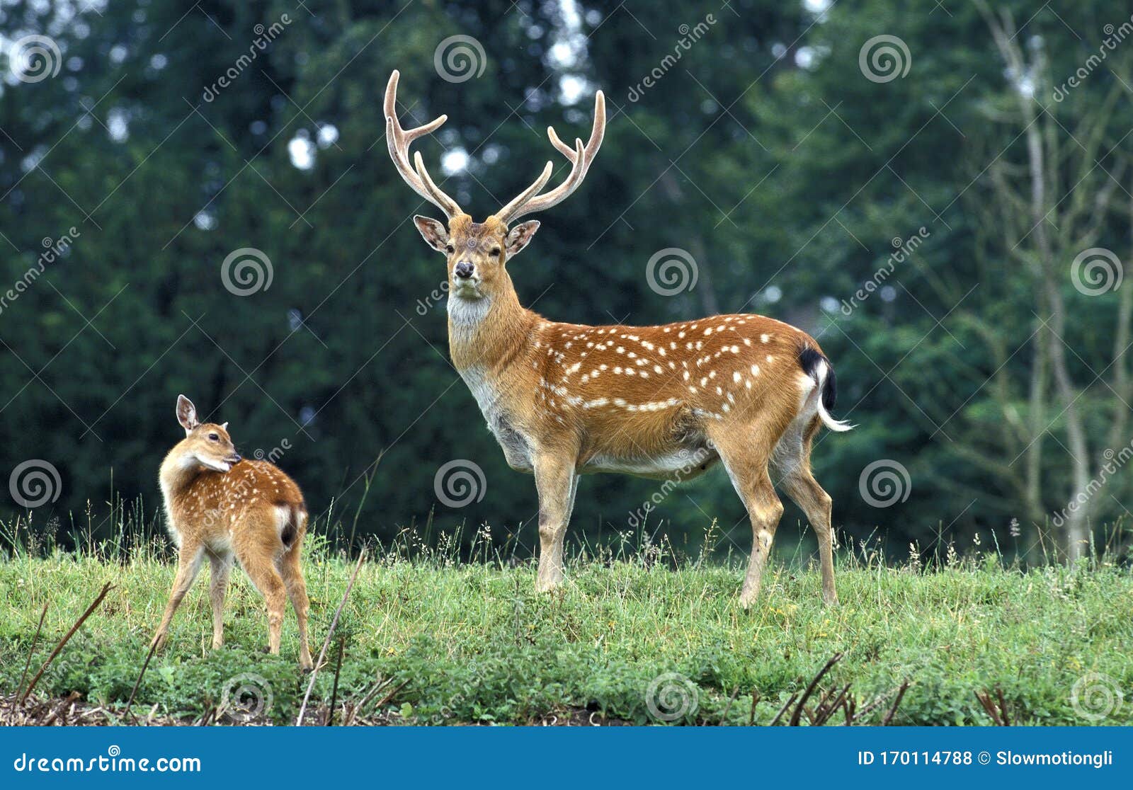 Cerf Sika Du Vietnam Cervus Nippon Pseudaxis Stock Photo Image Of Male Pseudaxis