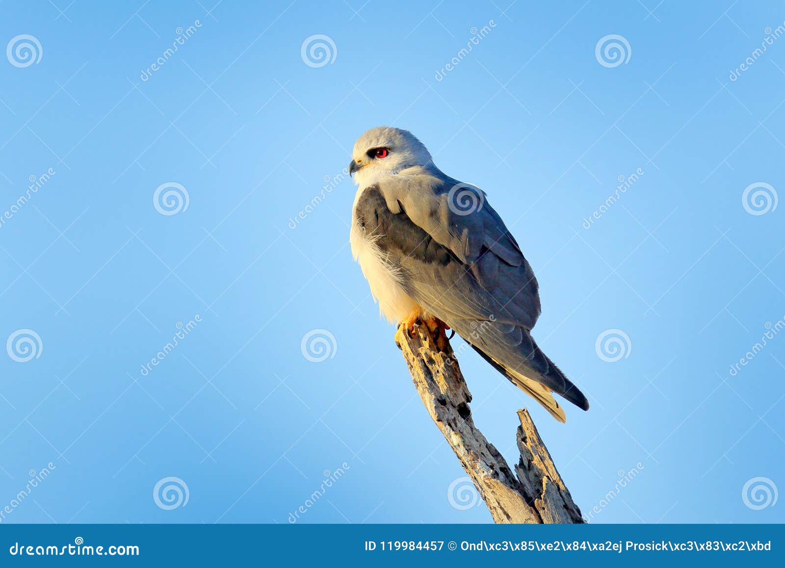 Cerf Volant Noir à Ailes Caeruleus Delanus Oiseaux De