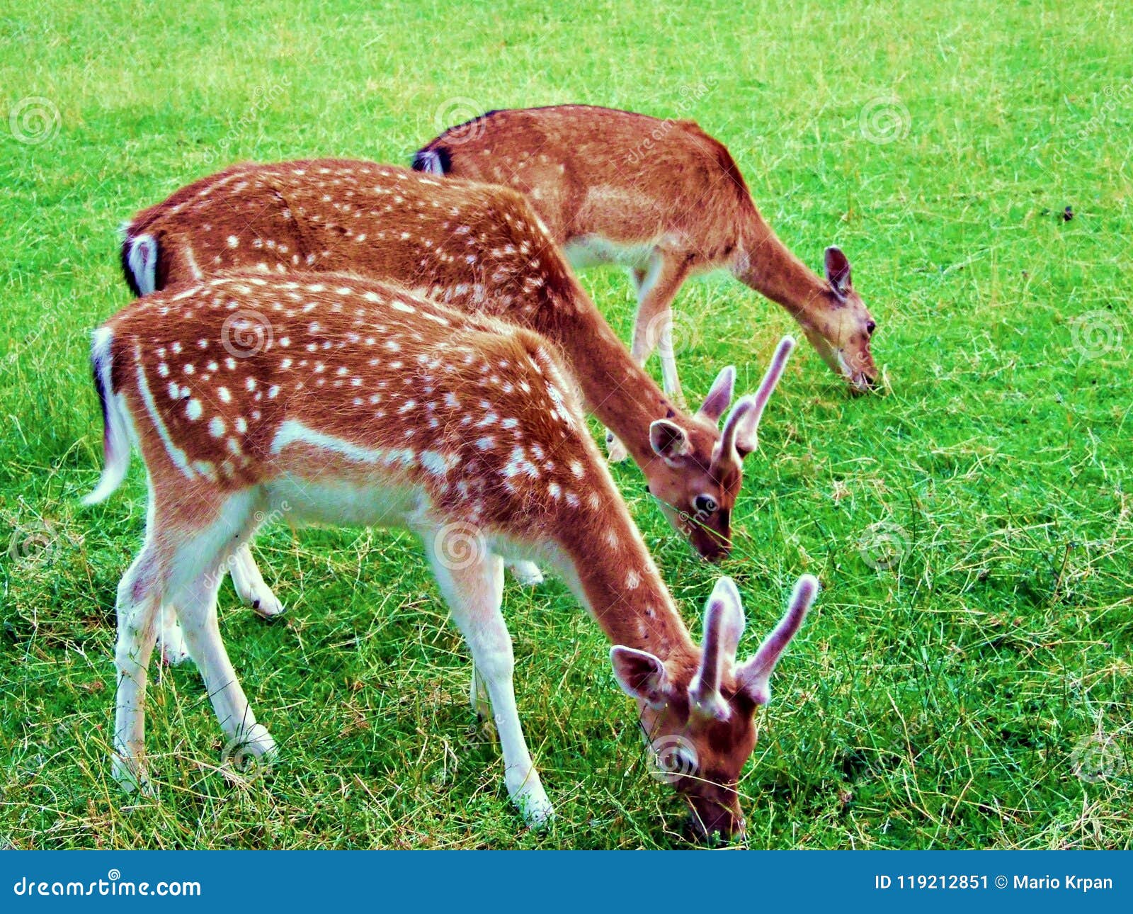 Cerfs Communs Animal Faune Mammifere Faon Herbe Sauvage Nature Jachere Daine Jeune Brun Vert Andouillers Male Bebe Image Stock Image Du Faon Cheri