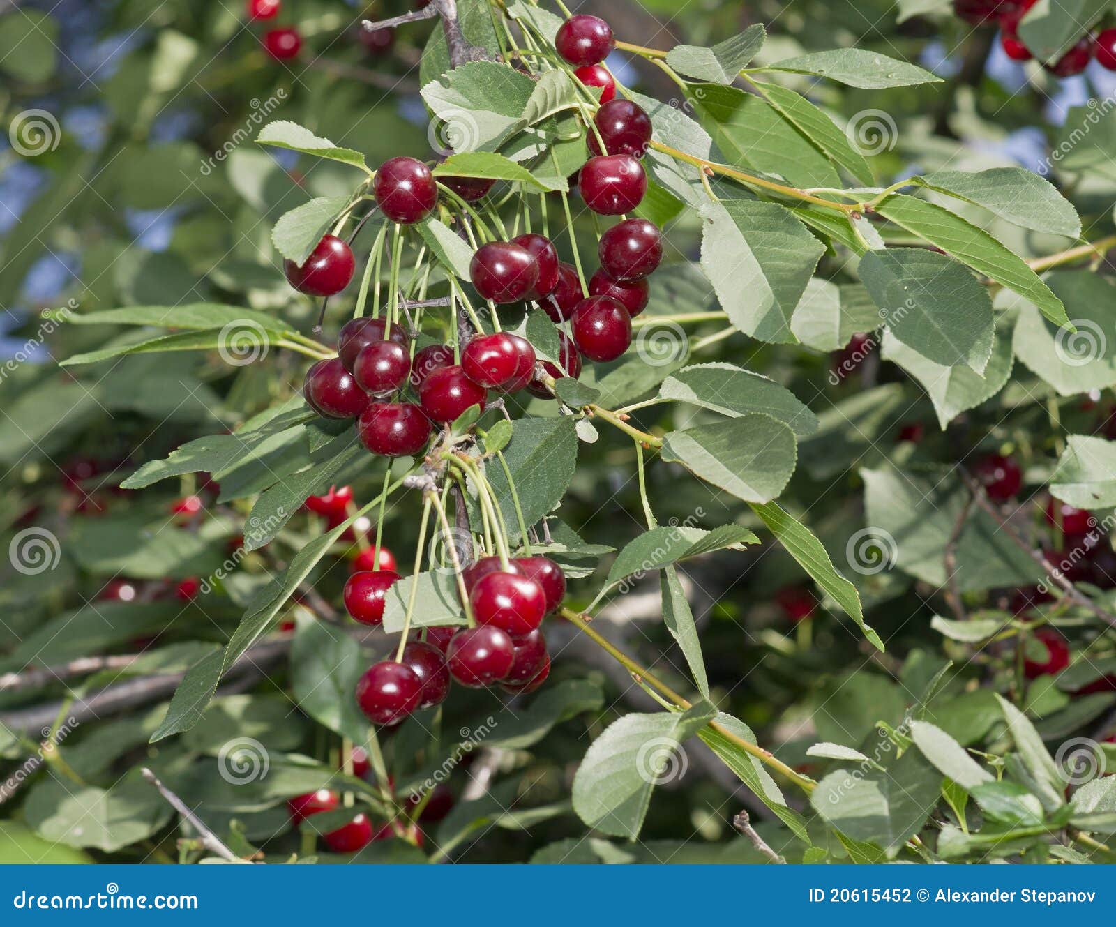 Cerise photo stock. Image du baie, collectes, tige, branche - 20615452