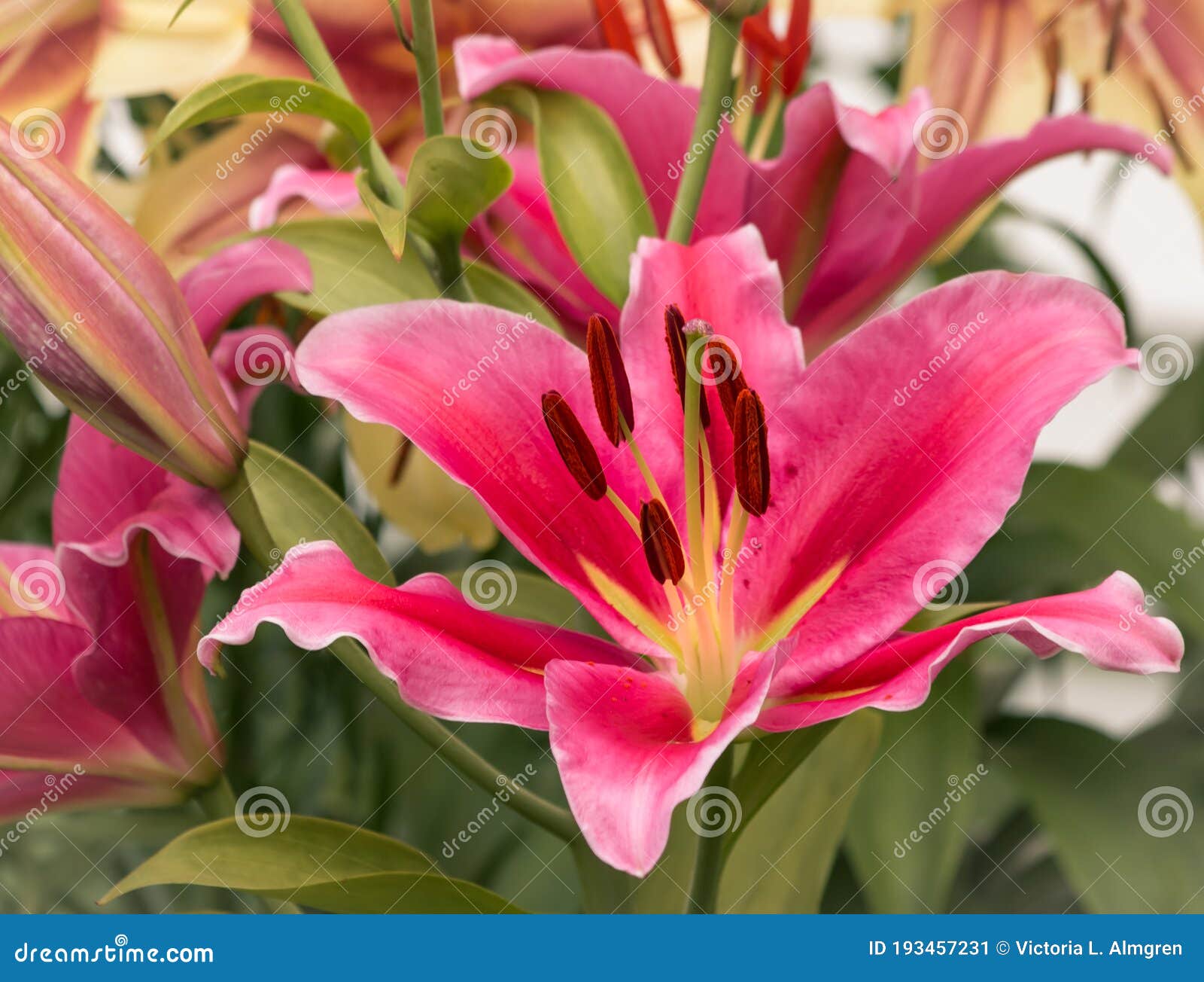 Cerise Couleur Orientale Fleurs De Lys étonnante Image stock - Image du  rougeâtre, floral: 193457231