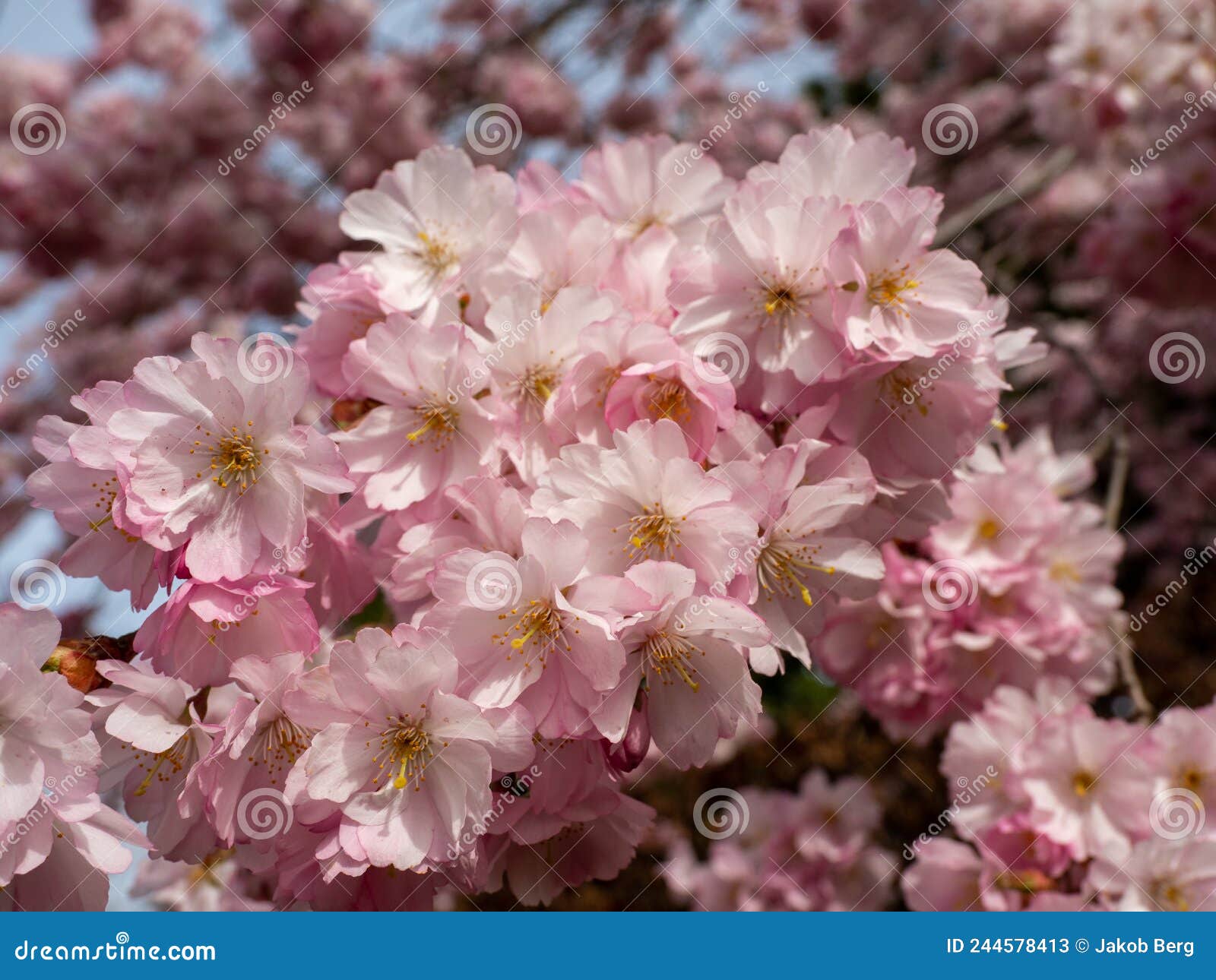 Cerise En Fleurs. Cerisier En Fleurs. Fleurs De Cerisiers Image stock ...