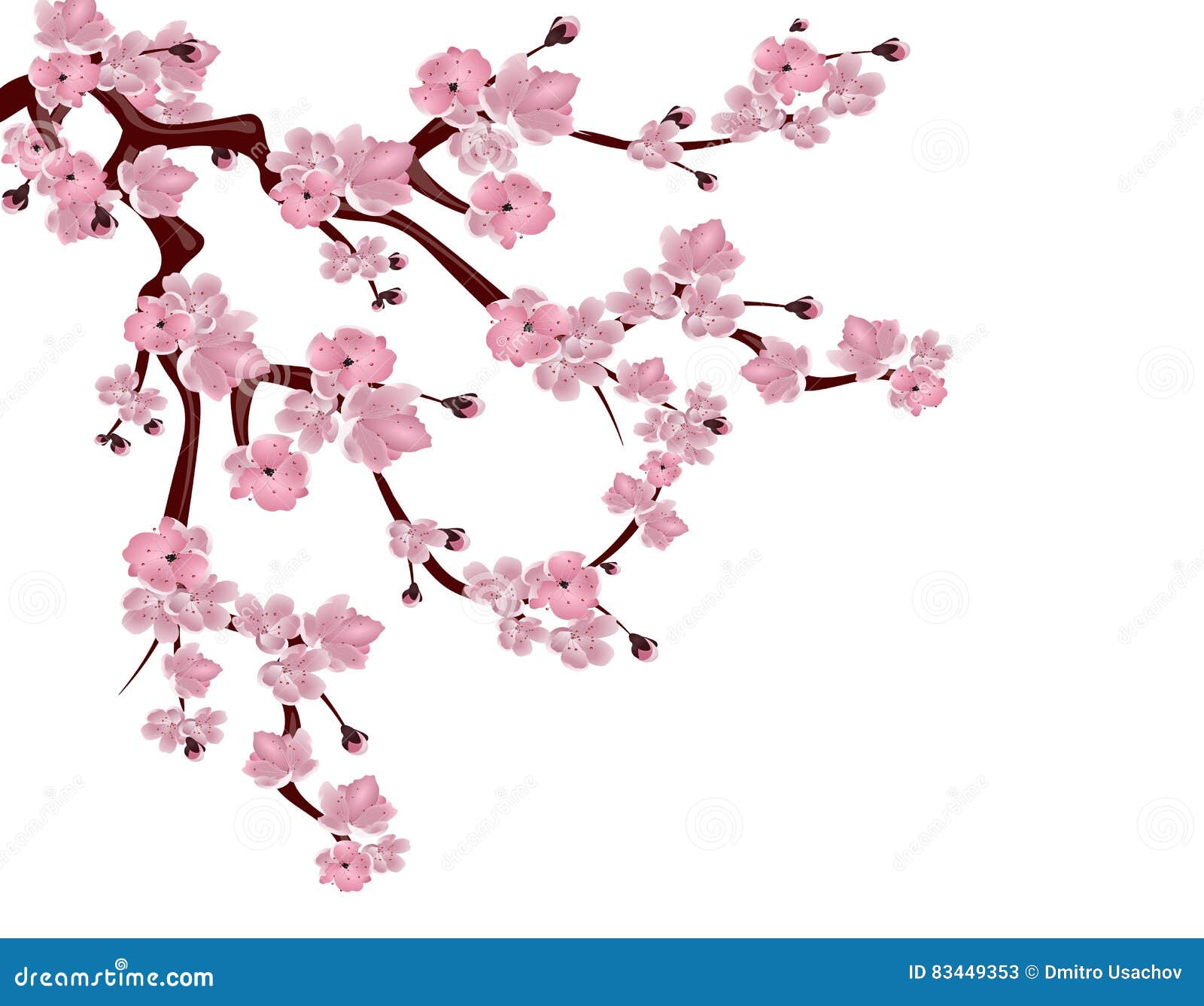 Cerisier Japonais Branche De Propagation Des Fleurs De ... Cerisier Japonais Branche De Propagation Des Fleurs De ...