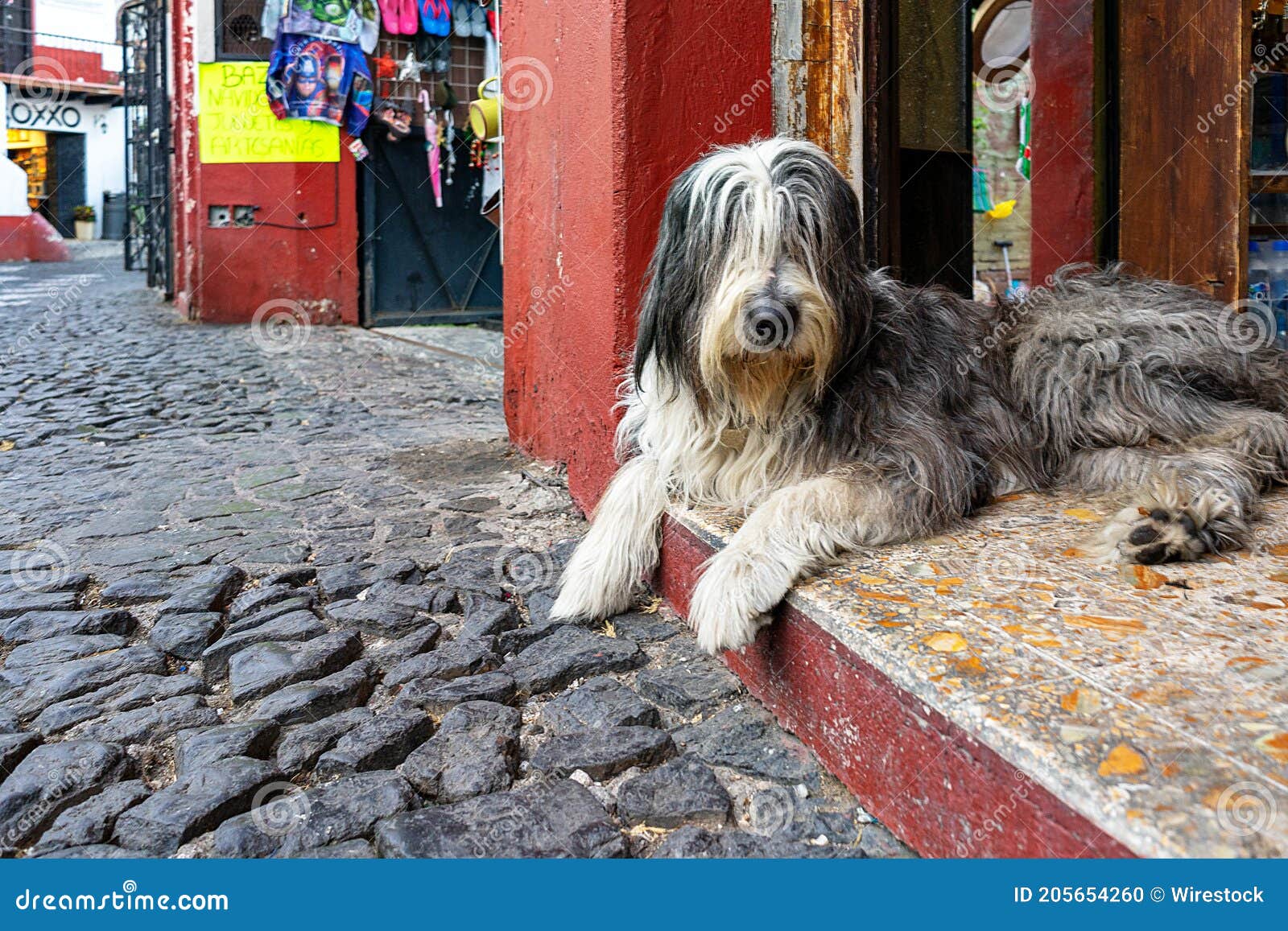 cernavaca, mexico - dec 01, 2020: perro, casa ,calle,melenudo,pastorero, pueblo,melenudo,en guardia deog